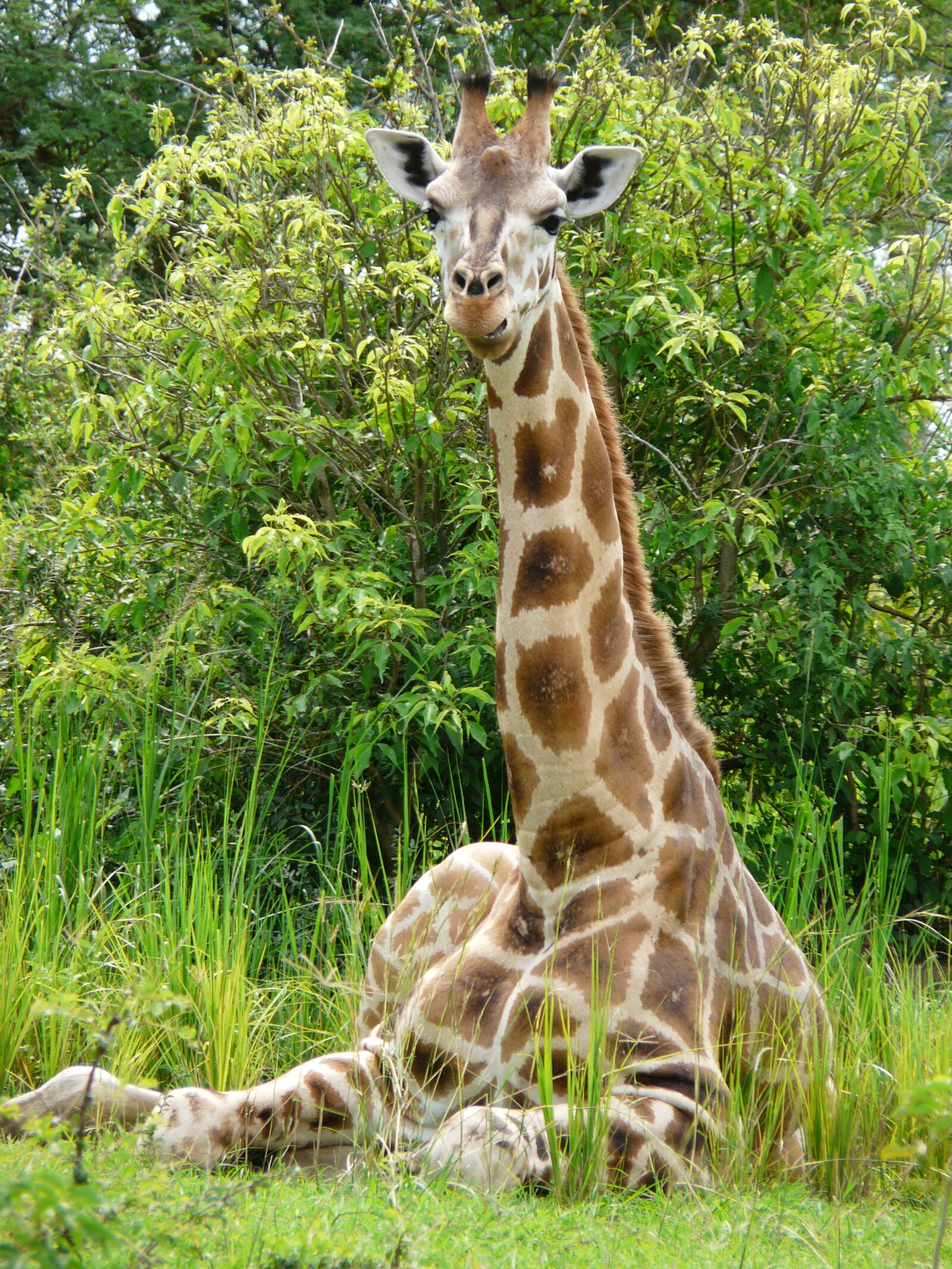 Panasonic DMC-FZ18 sample photo. Giraffe, young, african photography