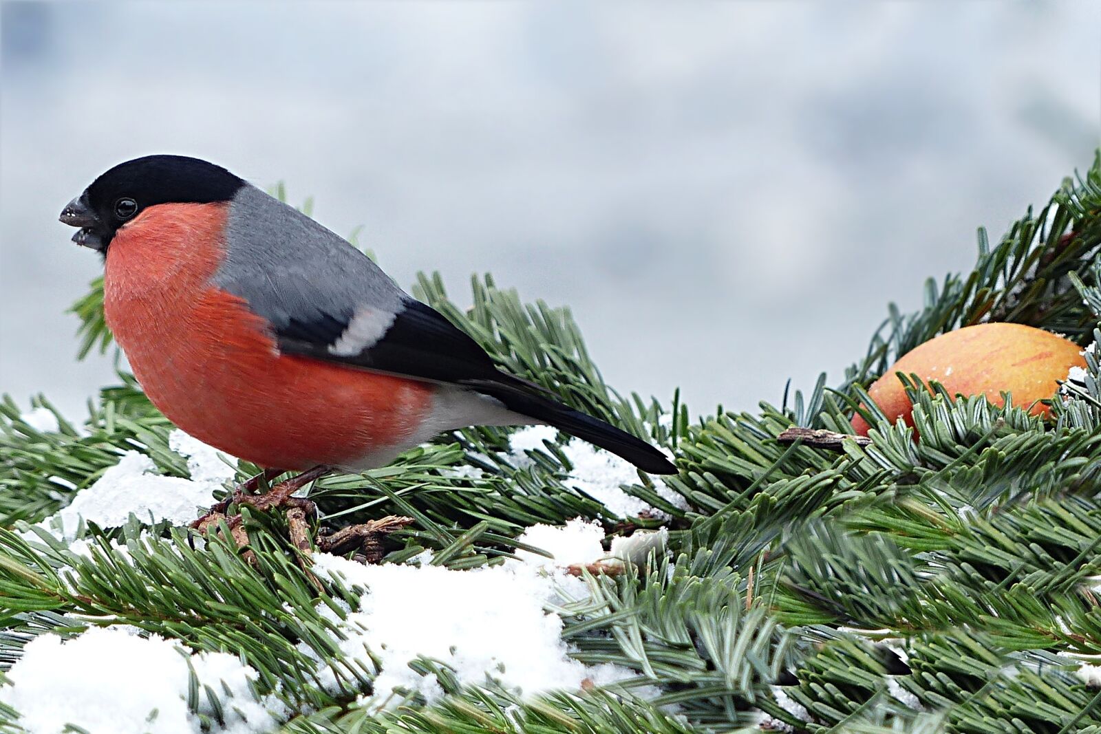 Panasonic Lumix DMC-FZ200 sample photo. Bullfinch, gimpel, pyrrhula photography
