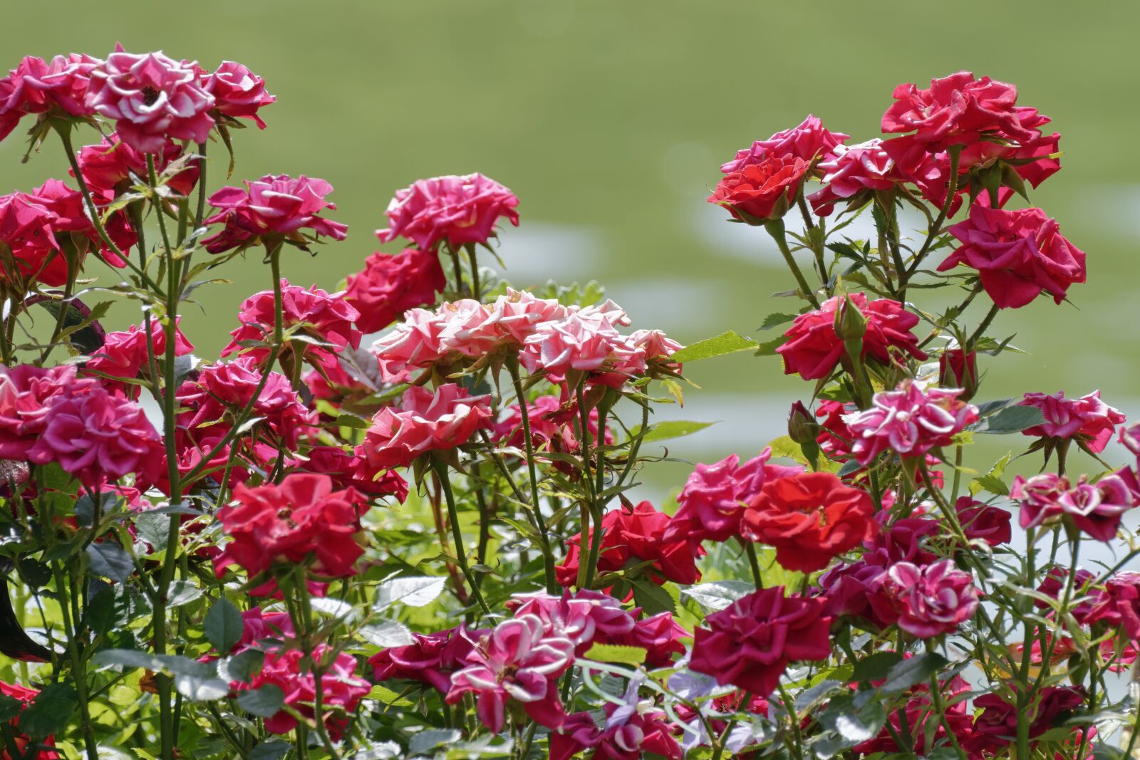 Nikon D5300 sample photo. Flowers, roses, the group photography