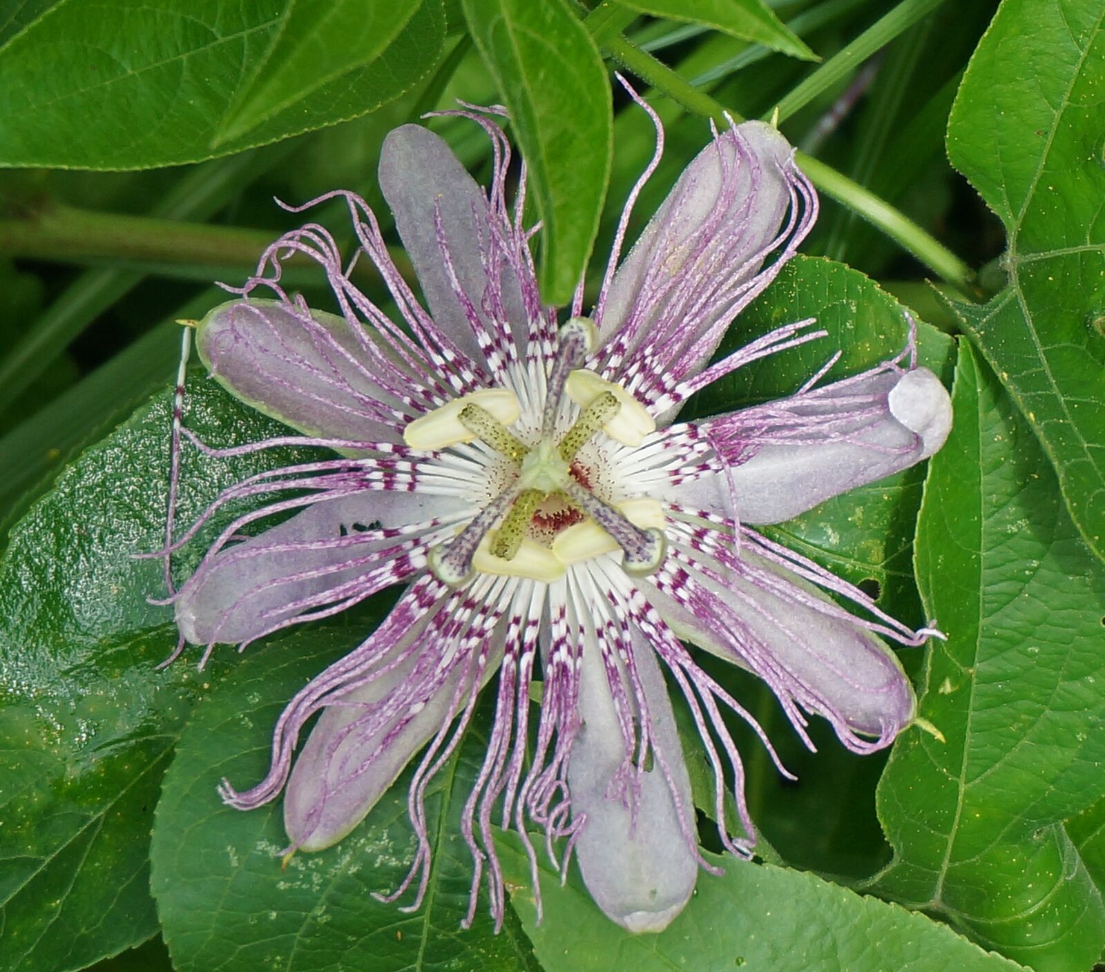 Sony Alpha NEX-5T sample photo. Passion flower, flower, wild photography