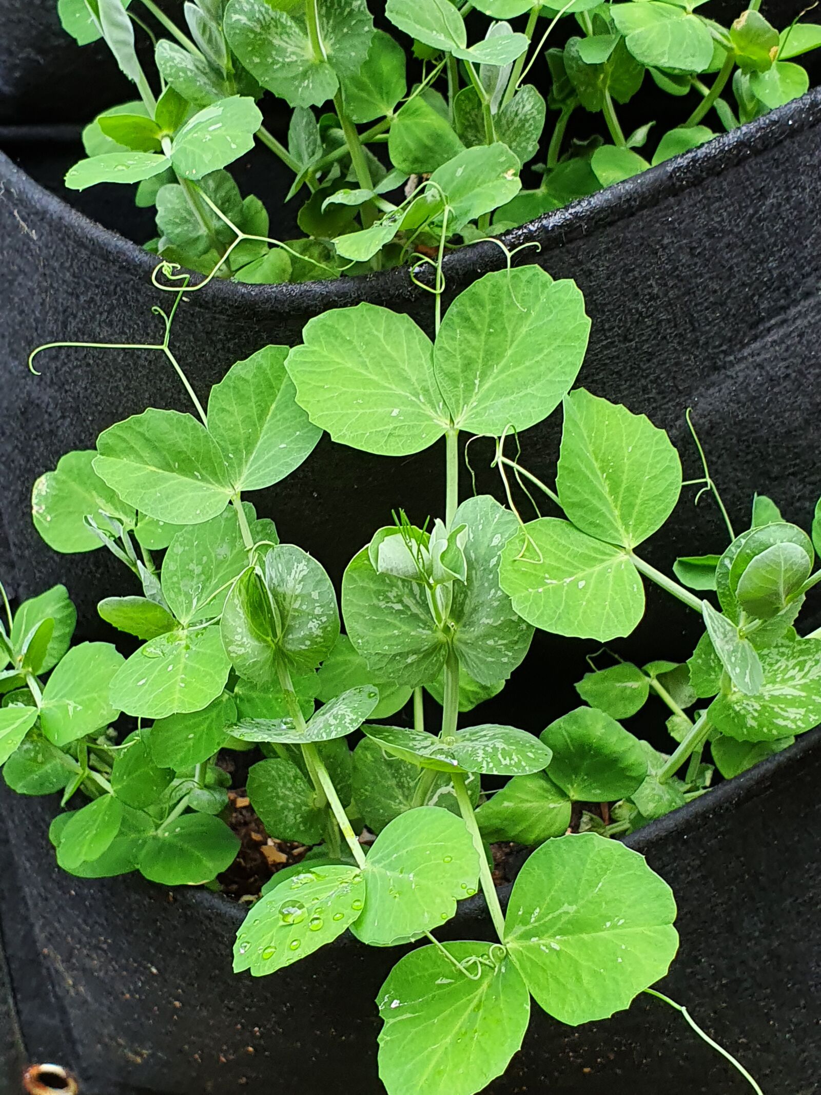 Samsung Galaxy S10 sample photo. Pea, plant, after the photography