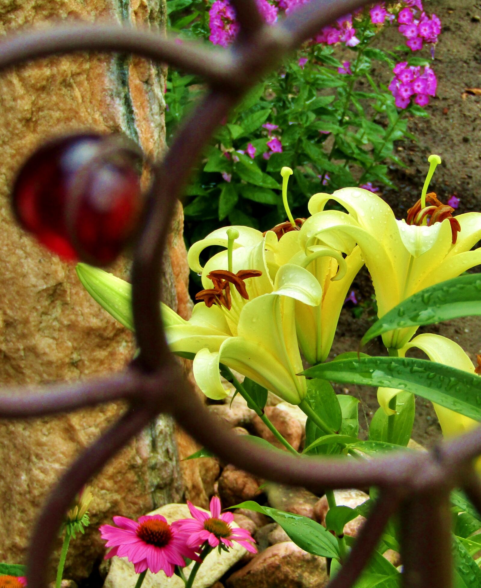 Canon POWERSHOT SX432 IS sample photo. Lilies, yellow, blossom photography