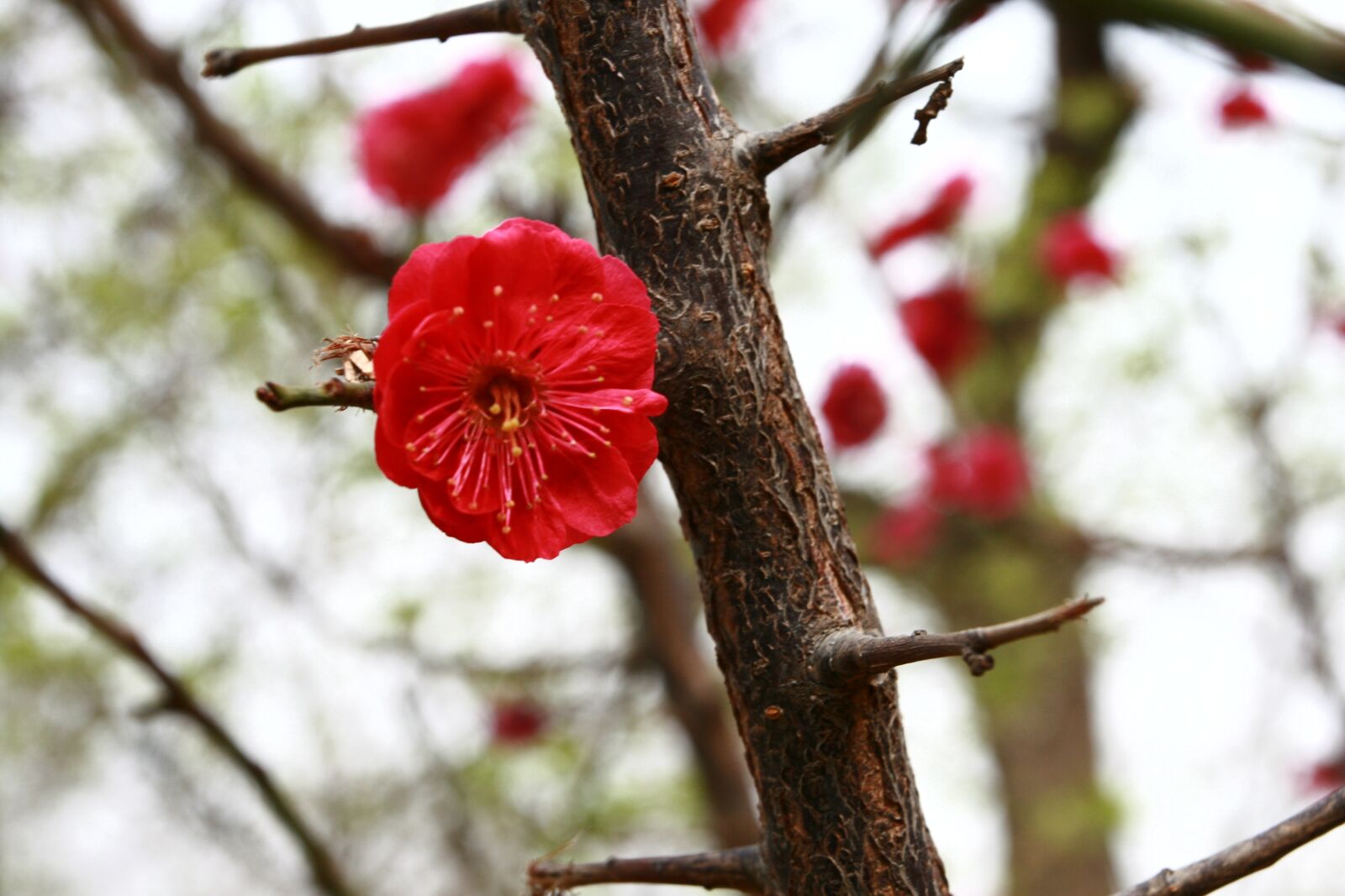 Canon EOS 400D (EOS Digital Rebel XTi / EOS Kiss Digital X) sample photo. Red, flower, beijing photography