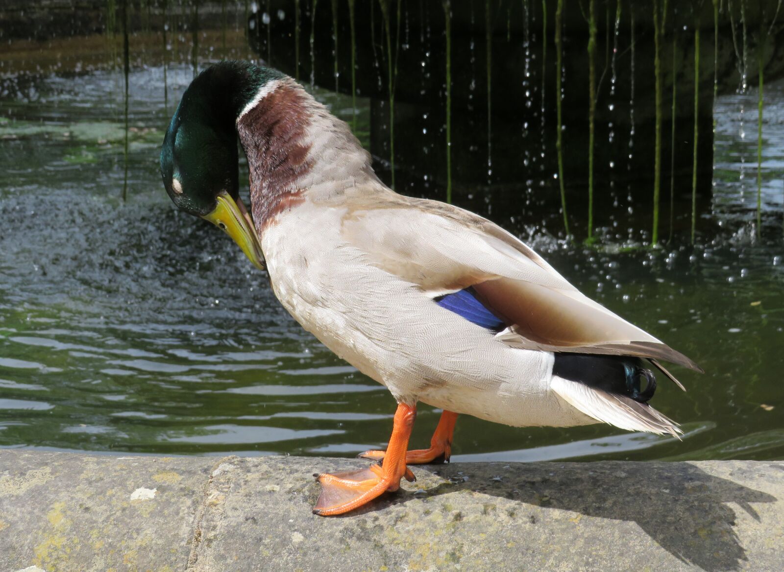 Canon PowerShot SX540 HS sample photo. Duck, mallard, pond photography