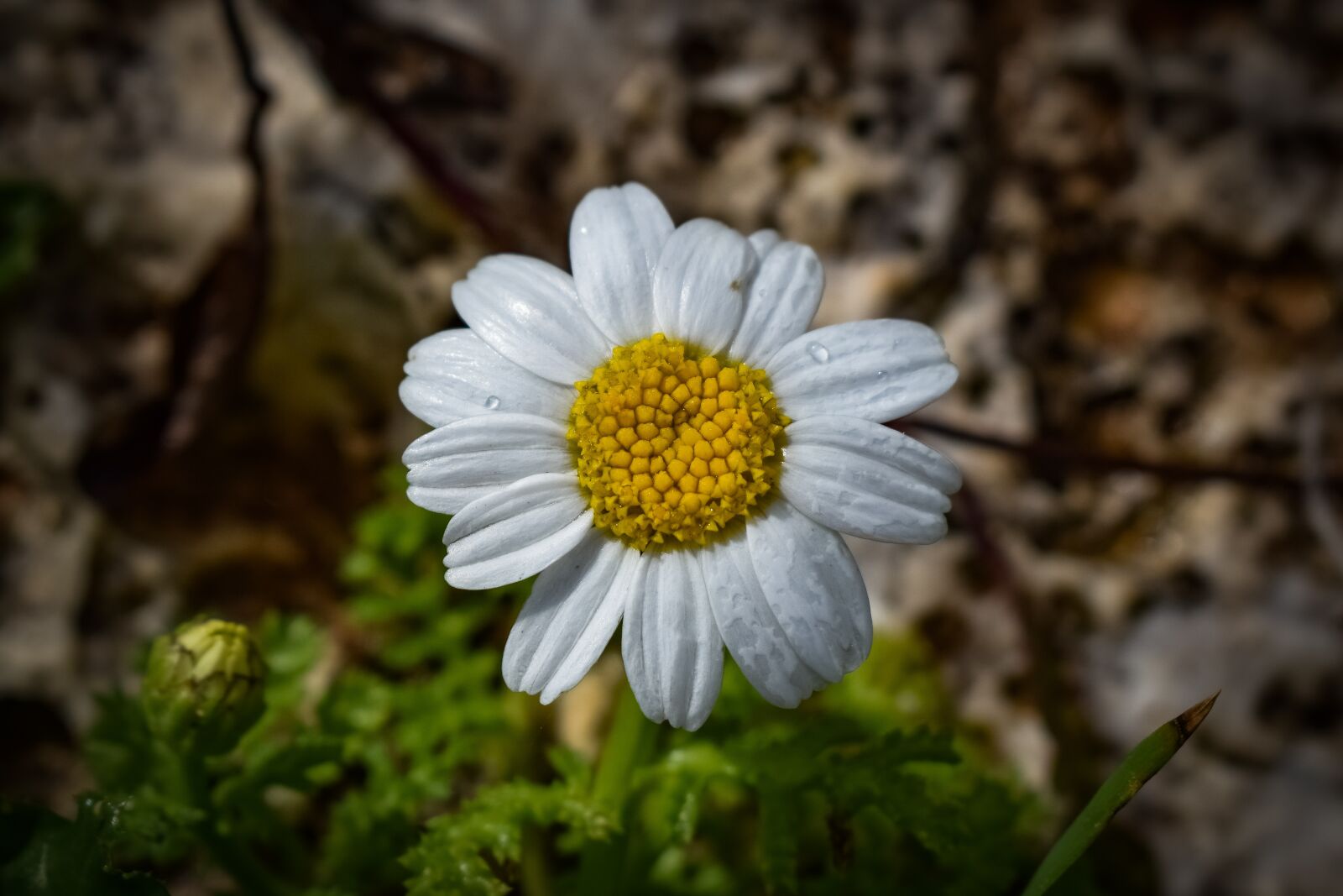 Nikon D3300 sample photo. Chamomile, nature, flora photography