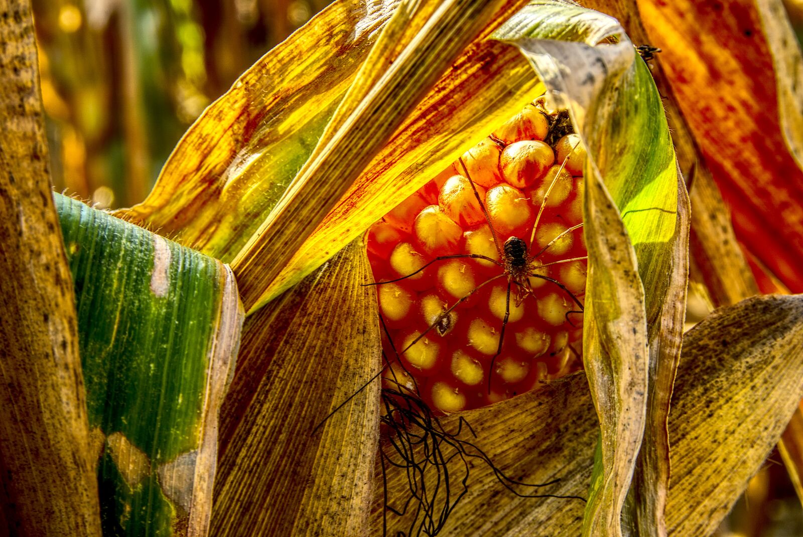 Sony a6000 sample photo. Corn, corn on the photography
