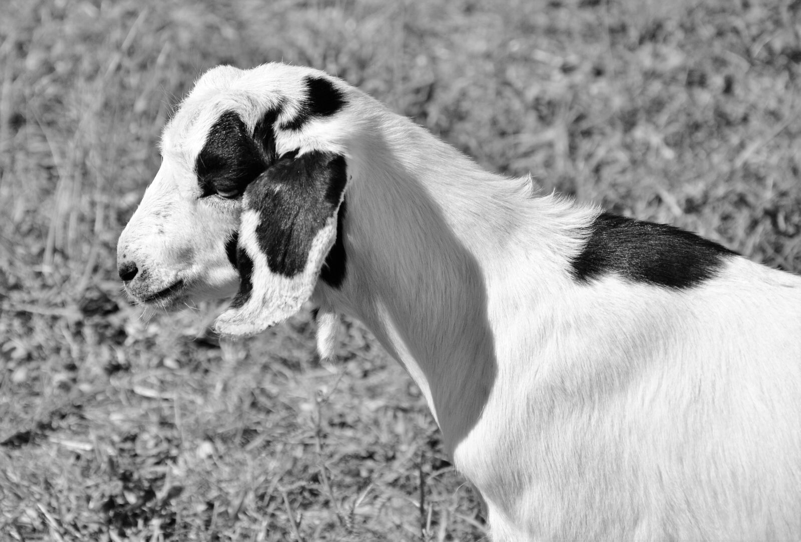 Nikon D3200 sample photo. Goat, prima donna, geiss photography