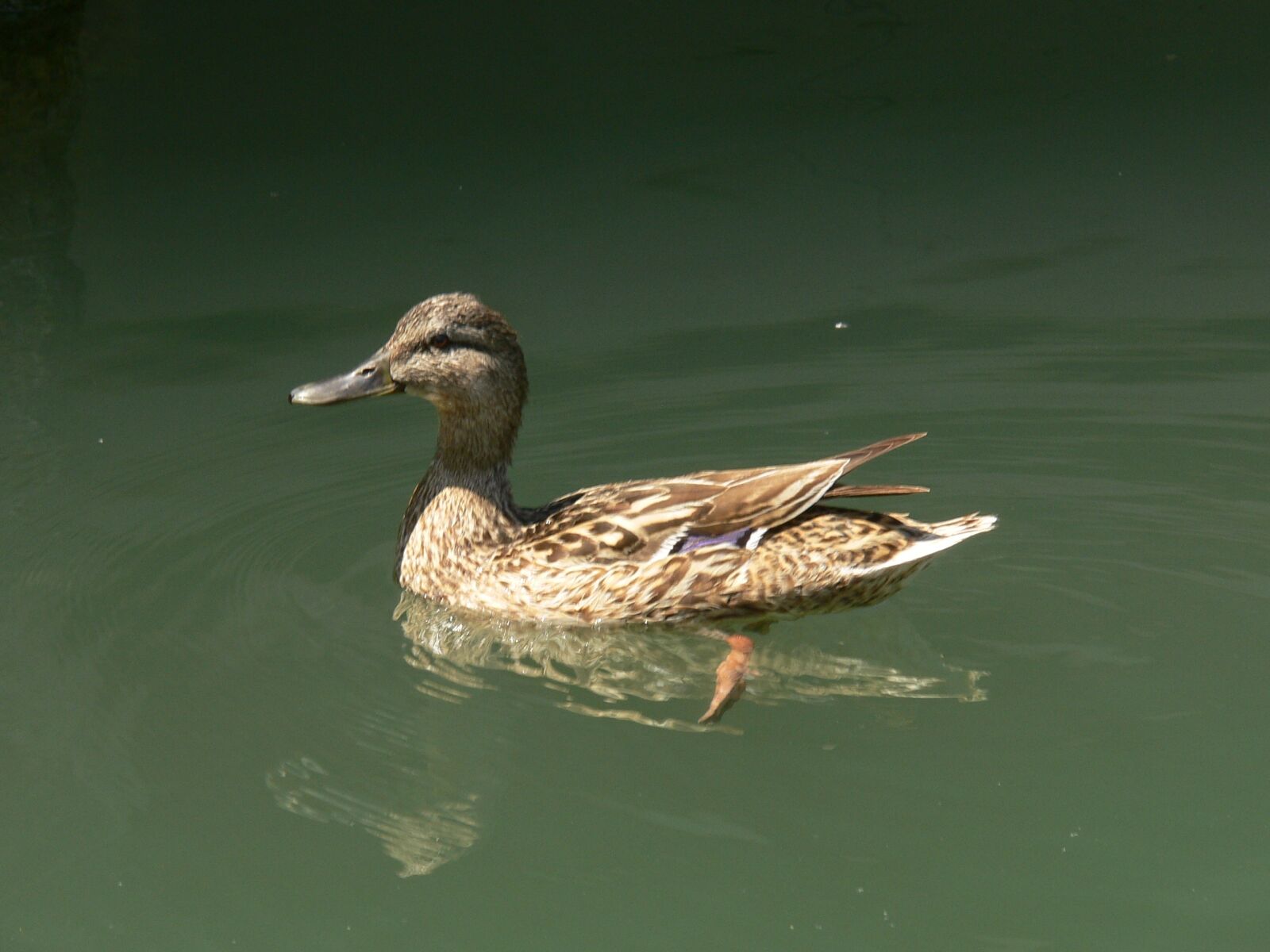 Panasonic DMC-FZ30 sample photo. Duck, water, lake balaton photography