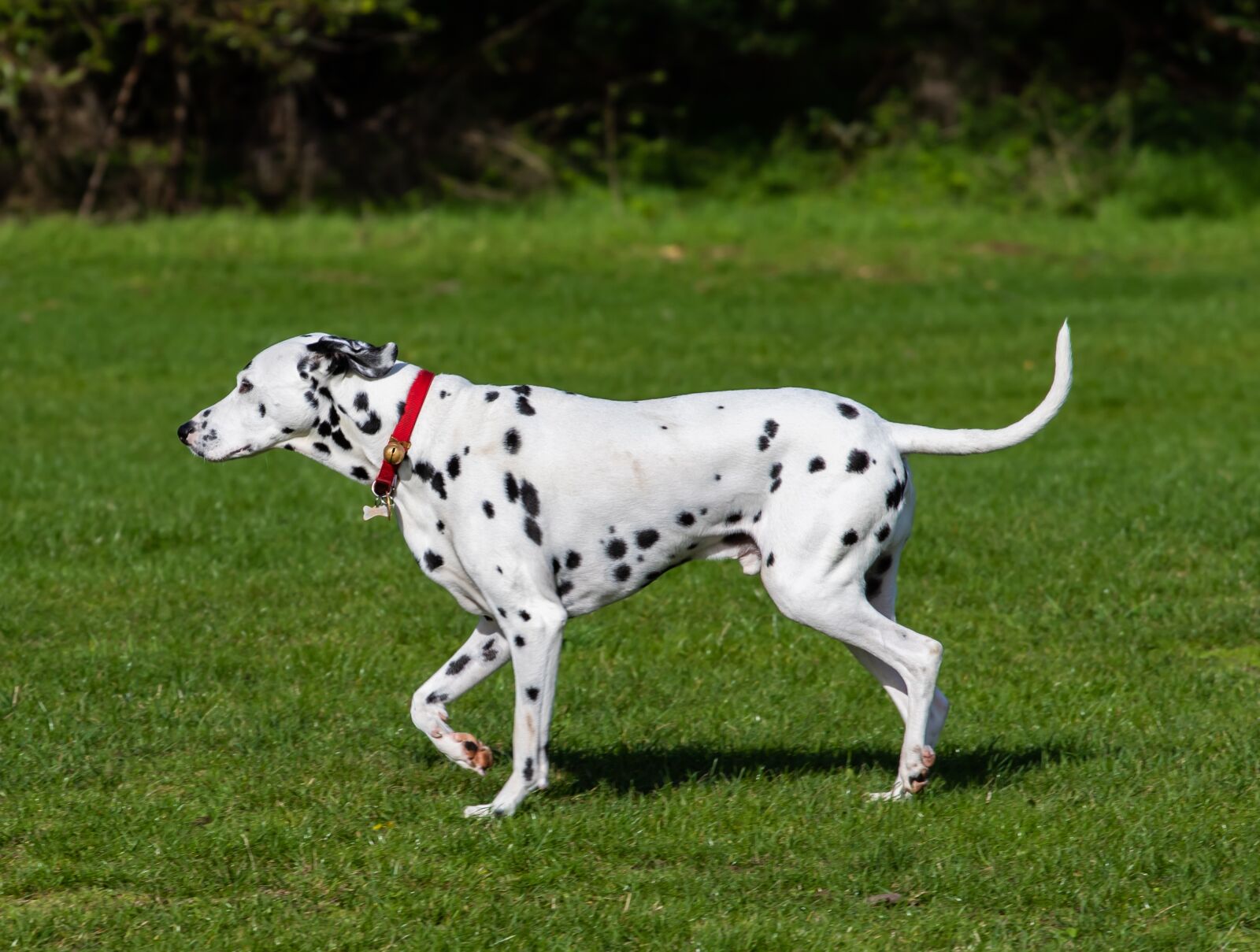 Canon EF 70-200mm F4L USM sample photo. Dalmatian dog, dalmatian, dog photography
