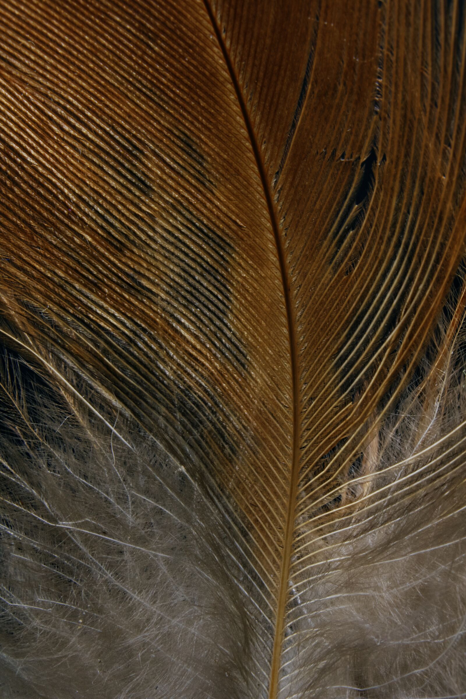 Canon EOS 750D (EOS Rebel T6i / EOS Kiss X8i) sample photo. Feather, bird, avian photography
