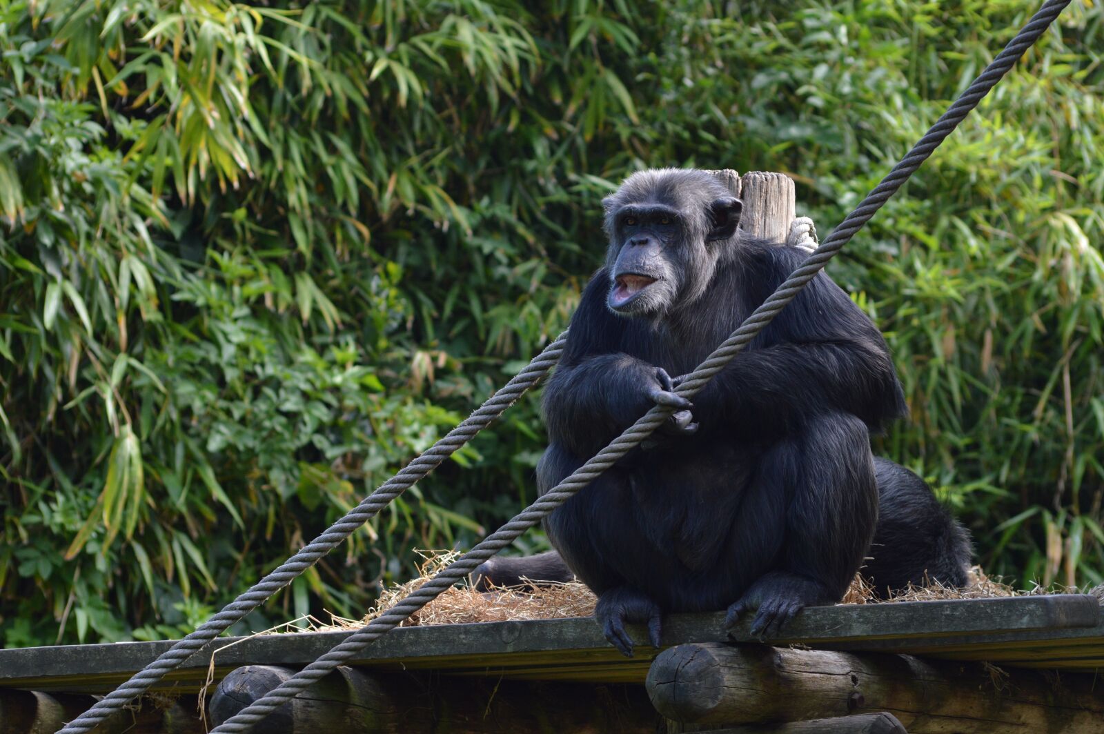 Nikon D3200 sample photo. Monkey, chimpanzee, zoo photography