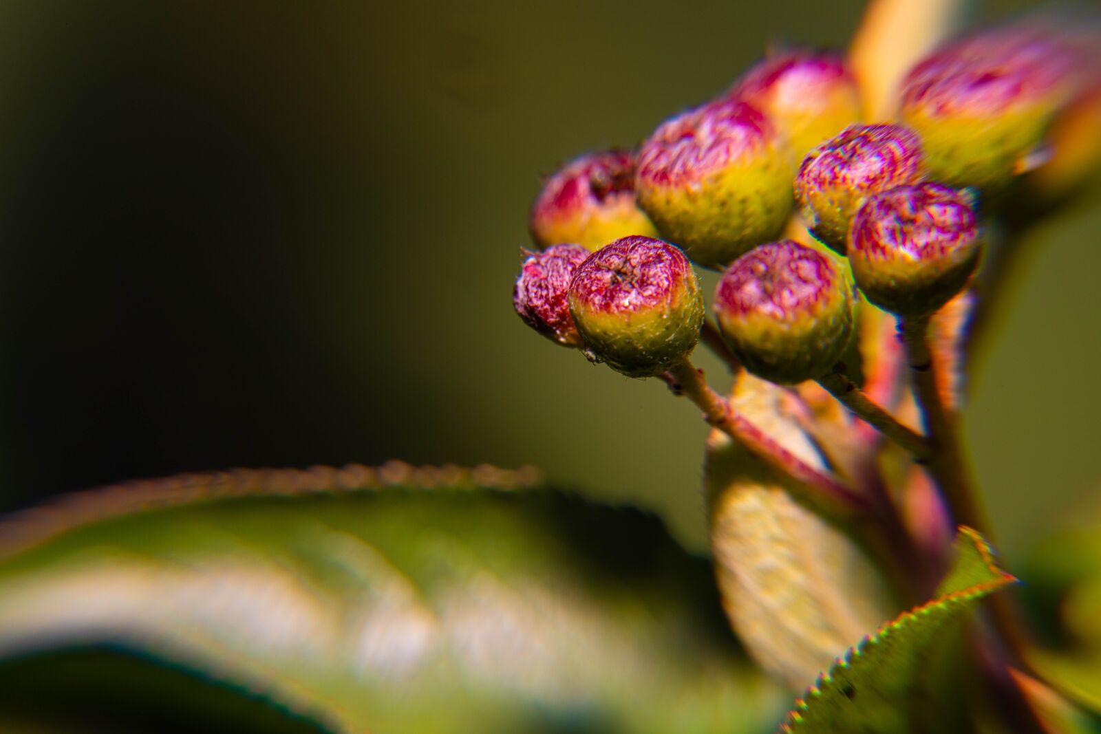 Nikon D850 sample photo. Spring, pollen, yellow photography
