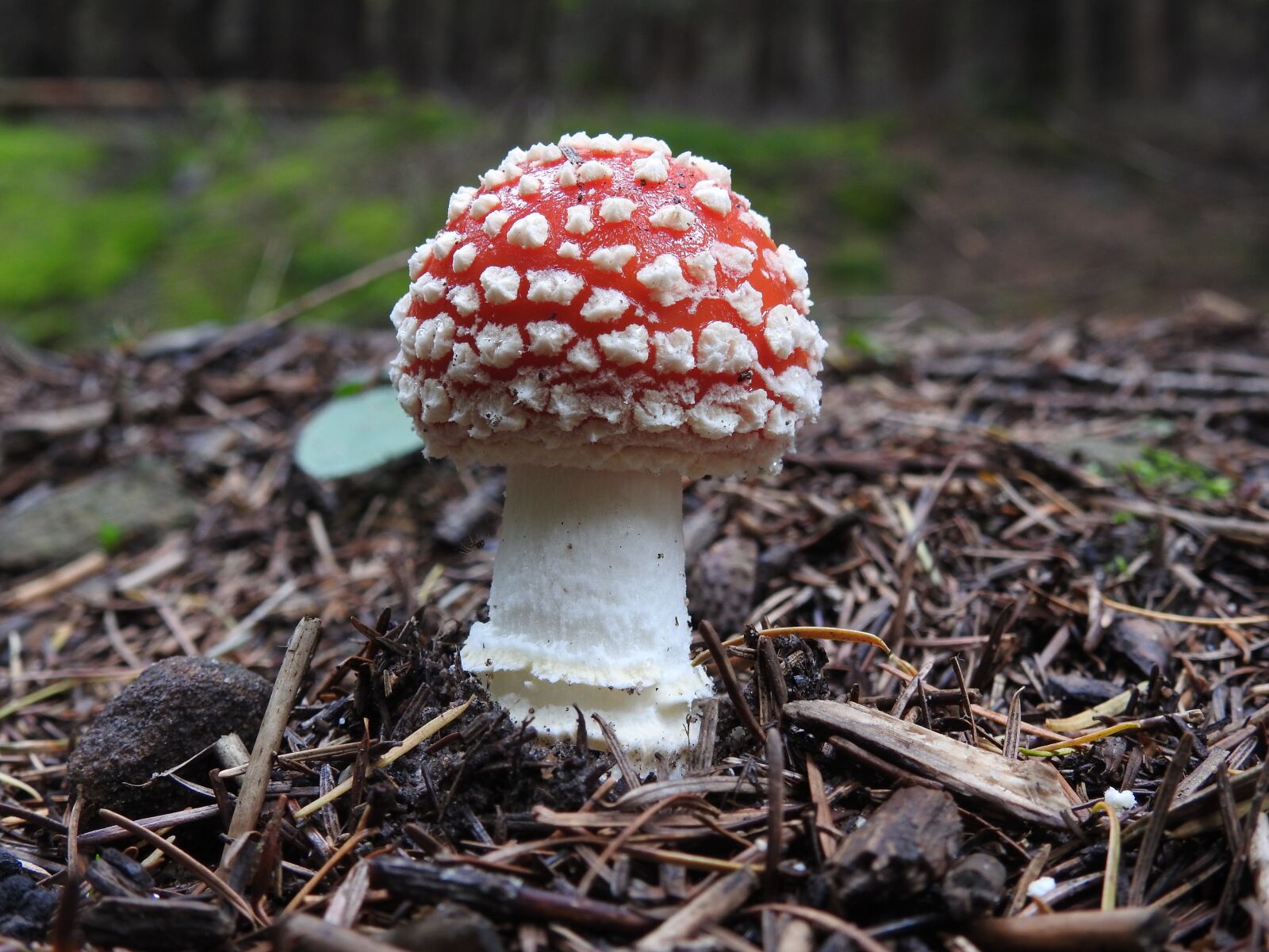 Nikon Coolpix P900 sample photo. Fly agaric, spider, forest photography