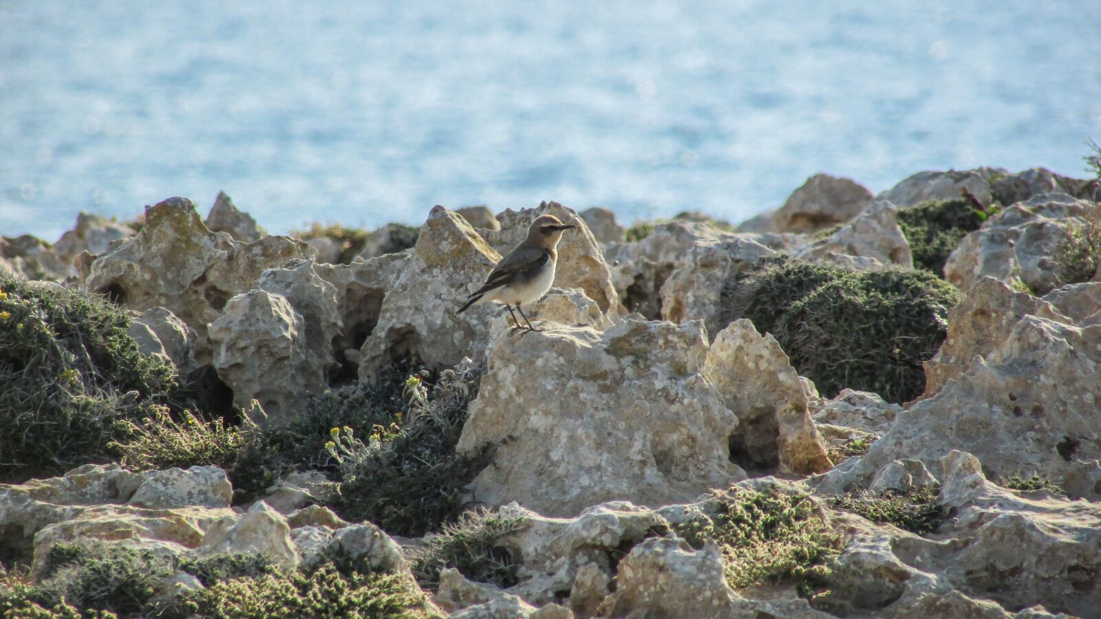 Canon PowerShot SX400 IS sample photo. Bird, nature, wild photography