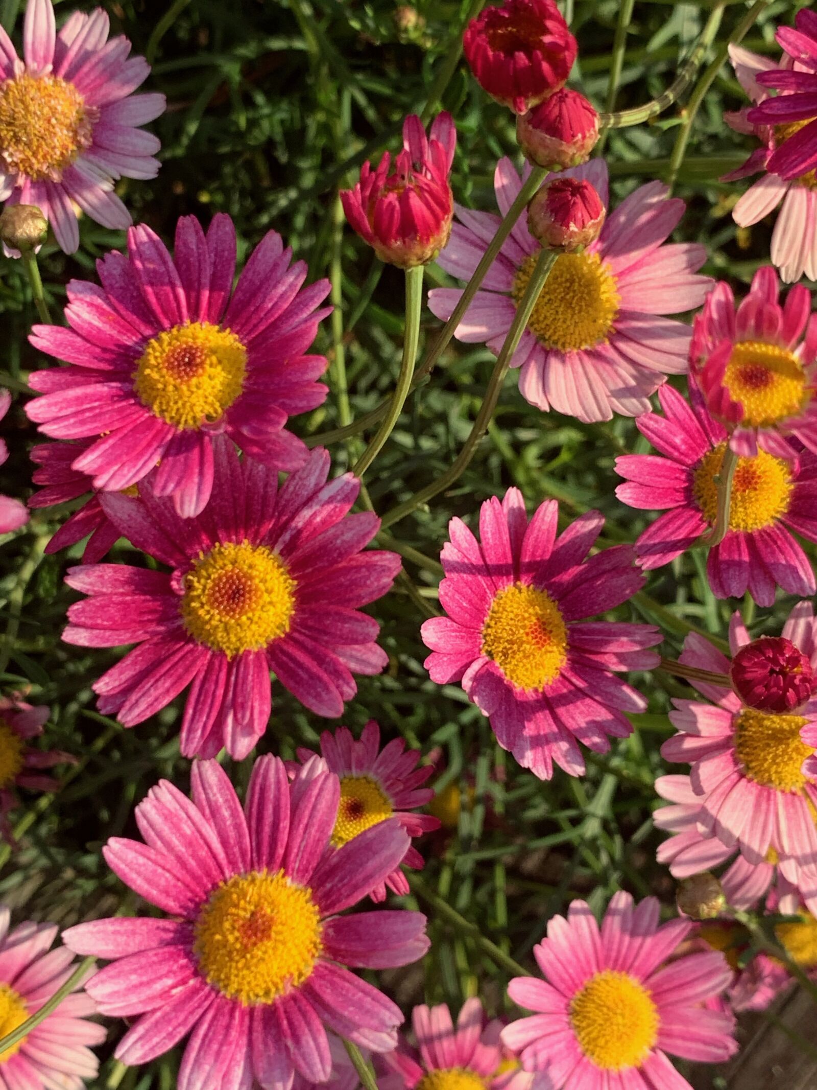 iPhone XS Max back dual camera 4.25mm f/1.8 sample photo. Pink flower, roadside flowers photography