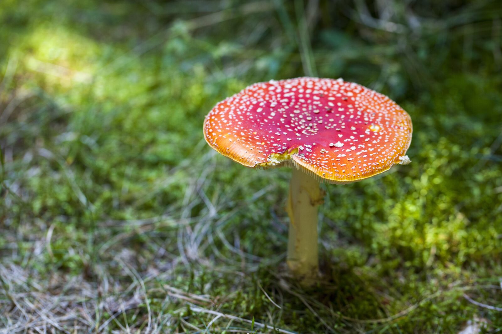 Canon EF 100mm F2.8L Macro IS USM sample photo. Amanita muscaria, toxic, wild photography