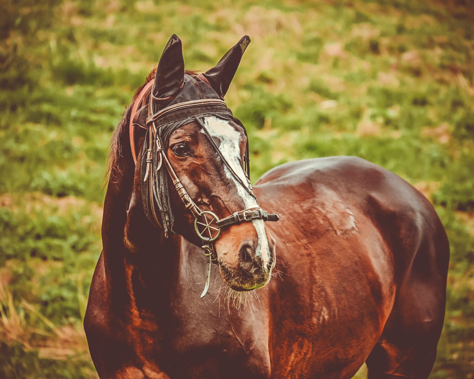Fujifilm XF 55-200mm F3.5-4.8 R LM OIS sample photo. Horse, brown, animal photography