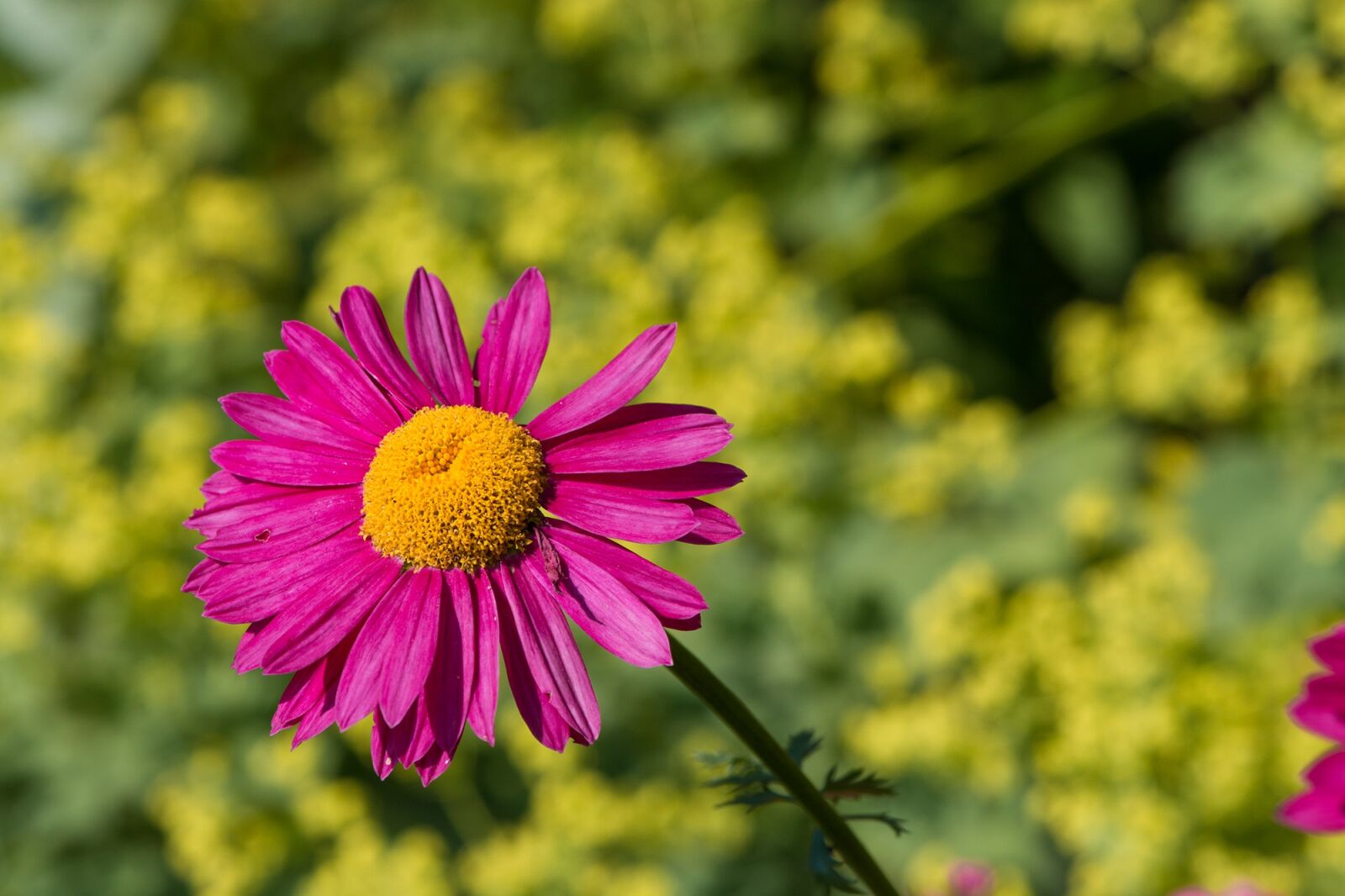 Nikon D7100 sample photo. Marguerite, flower, pink photography