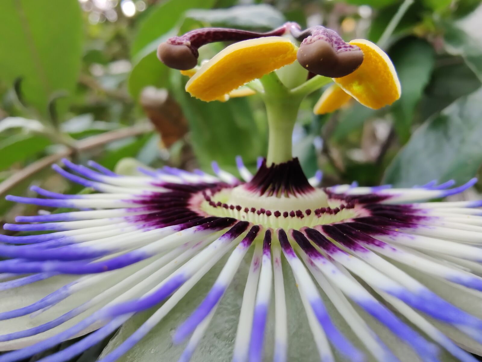 OnePlus HD1903 sample photo. Flower, passion flower, petals photography