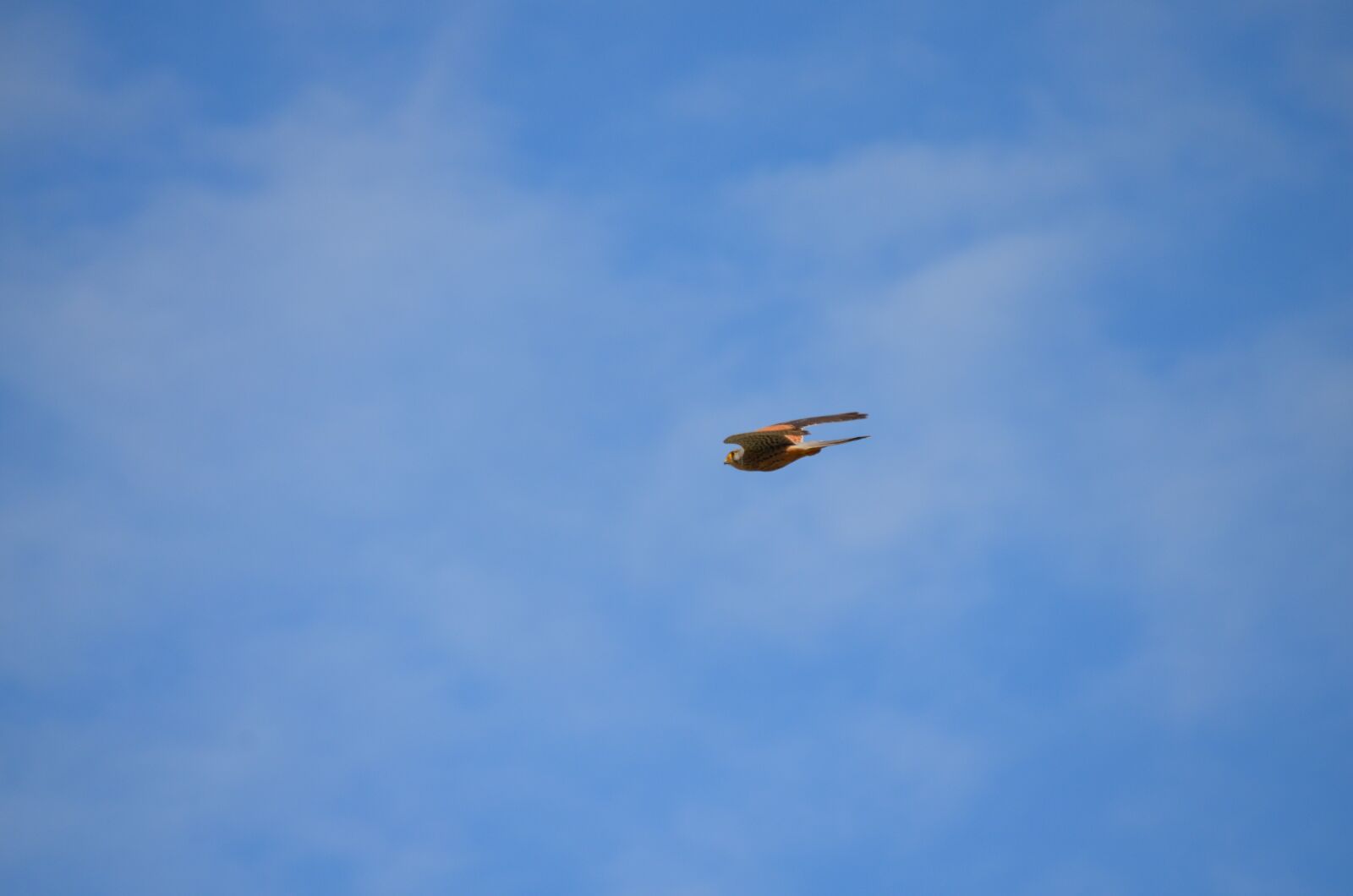 Nikon D5100 sample photo. Falcon, kestrel, bird photography