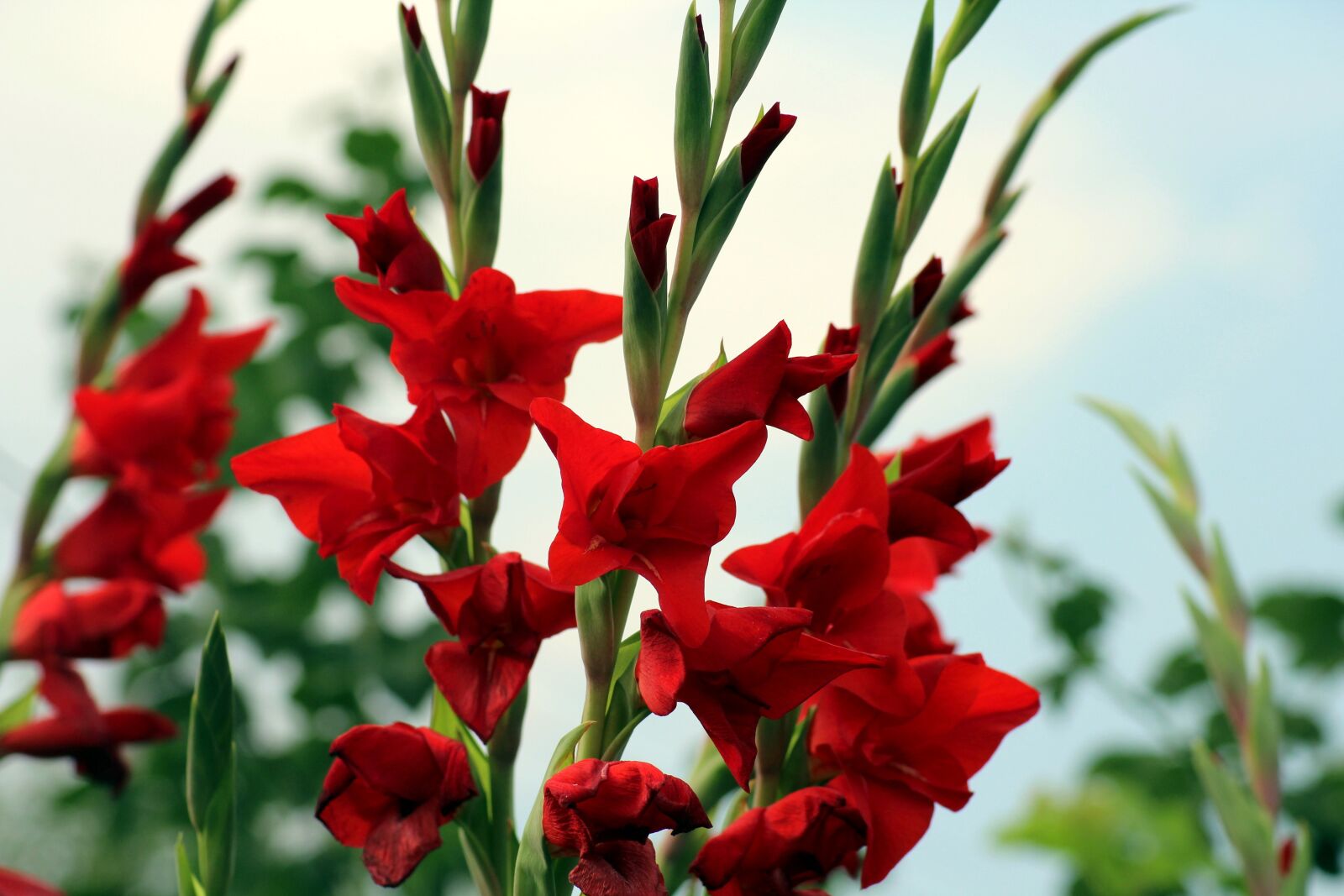 Canon EOS 1200D (EOS Rebel T5 / EOS Kiss X70 / EOS Hi) sample photo. Gladioli, red, flowers photography