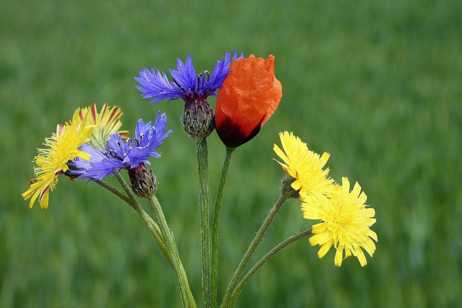 Nikon Coolpix P900 sample photo. Wildflowers, bouquet, colorful photography