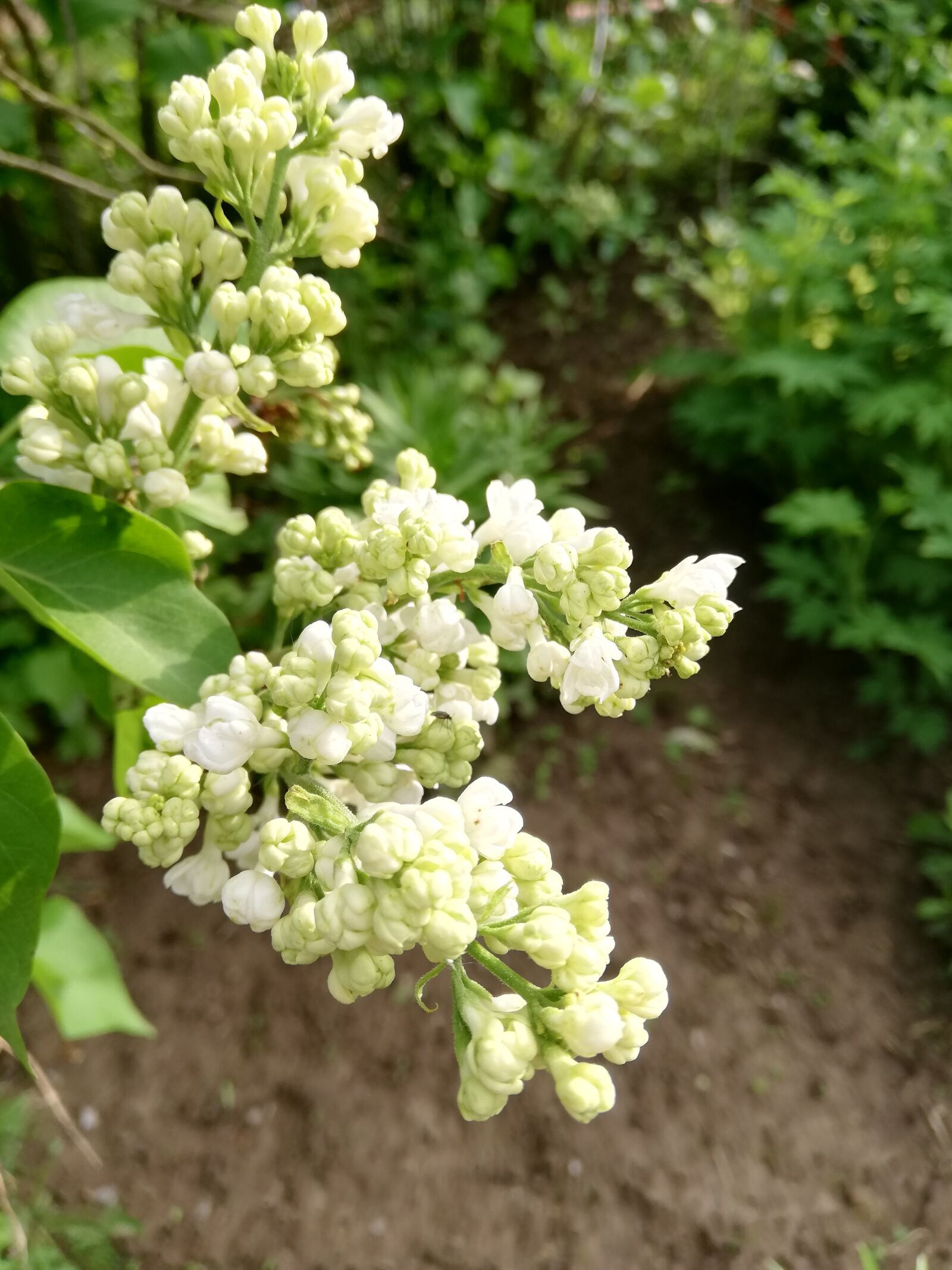 HUAWEI P20 lite sample photo. Lilac, white, blooms photography