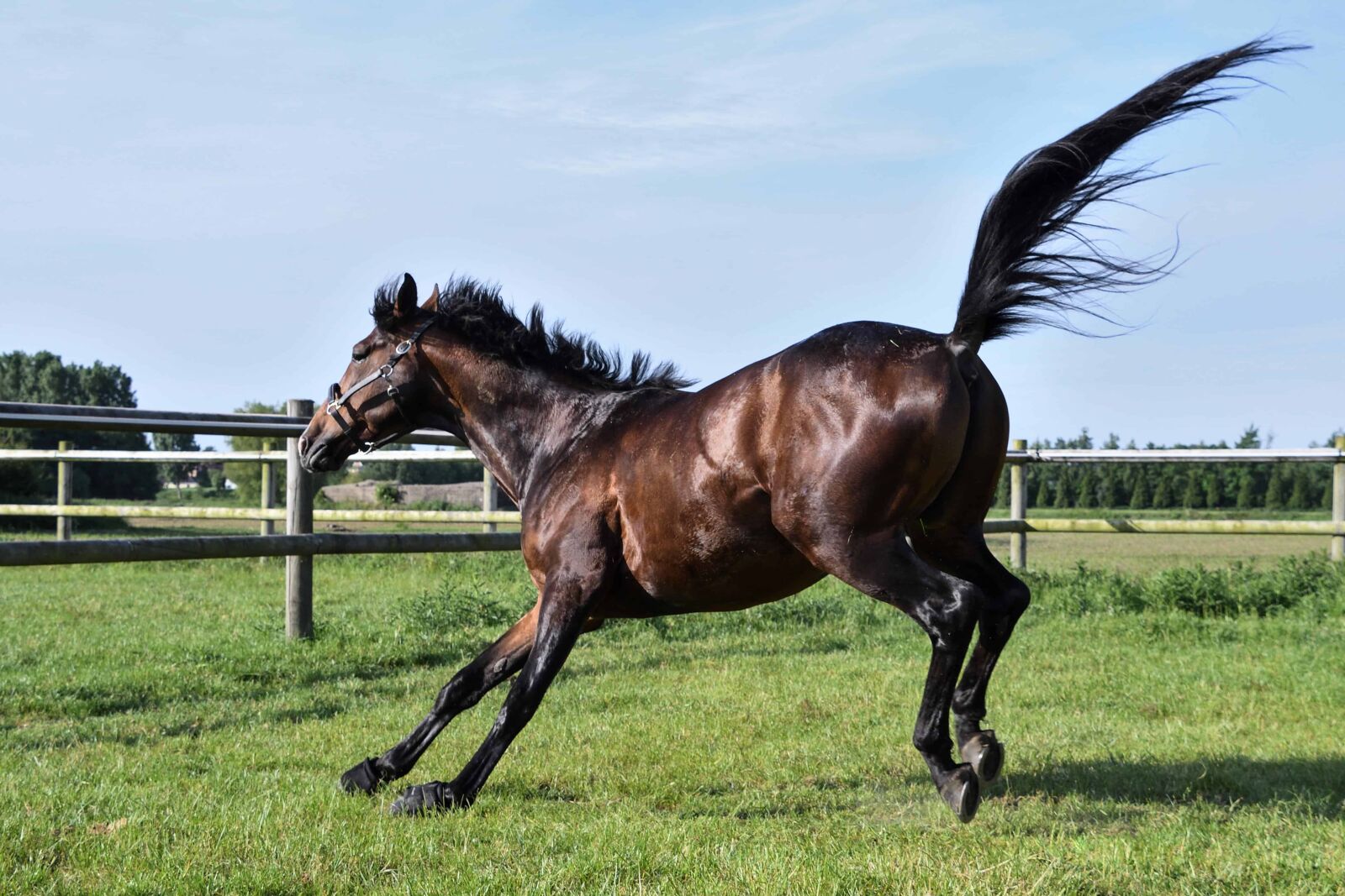 Nikon D500 sample photo. Equine, cavalry, mare, horse photography