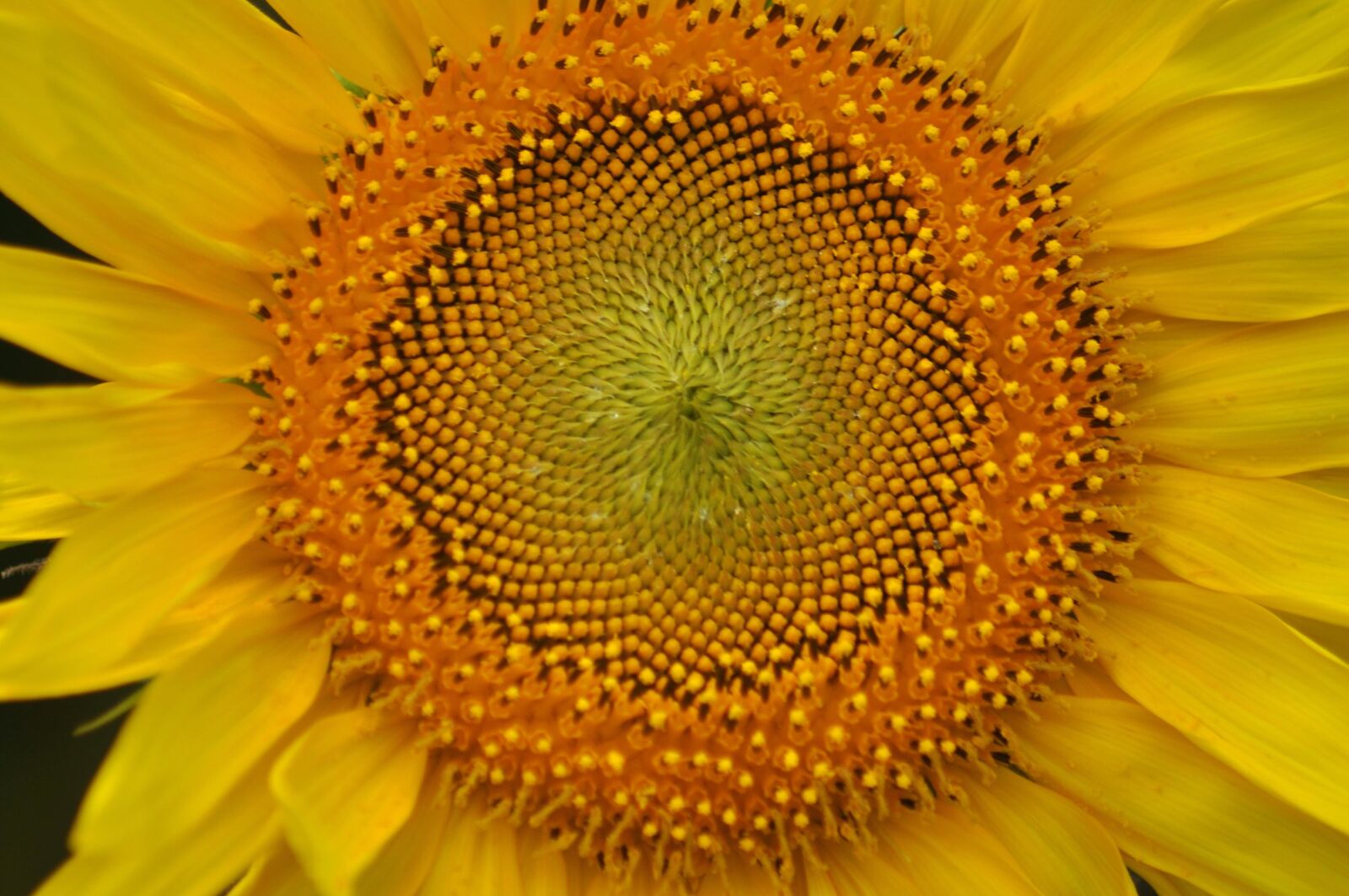 Nikon D90 sample photo. Sunflower, detail, macro, sunflower photography