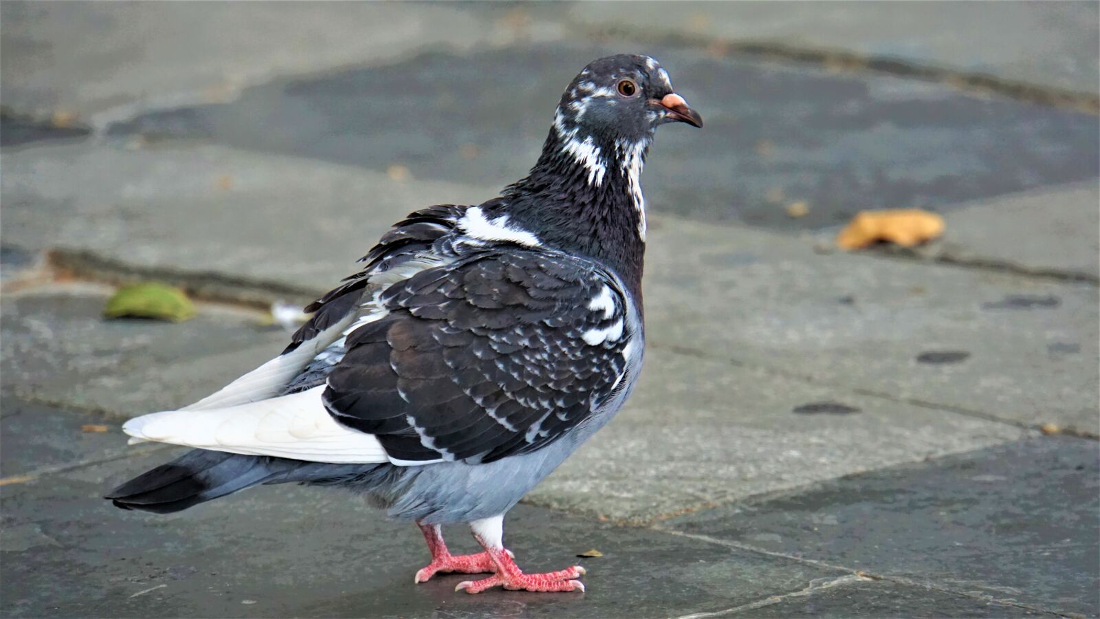 Sony E 18-200mm F3.5-6.3 OSS LE sample photo. Dove, bird, animal photography