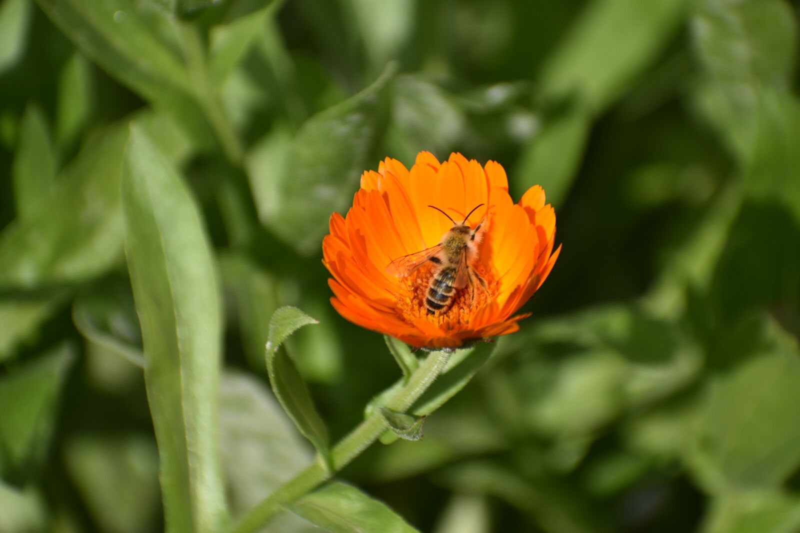 Nikon D3400 sample photo. Calendula, flower, orange photography