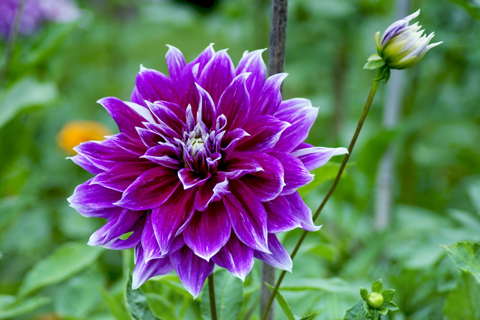 Nikon D3000 sample photo. Dahlia, purple, pink photography