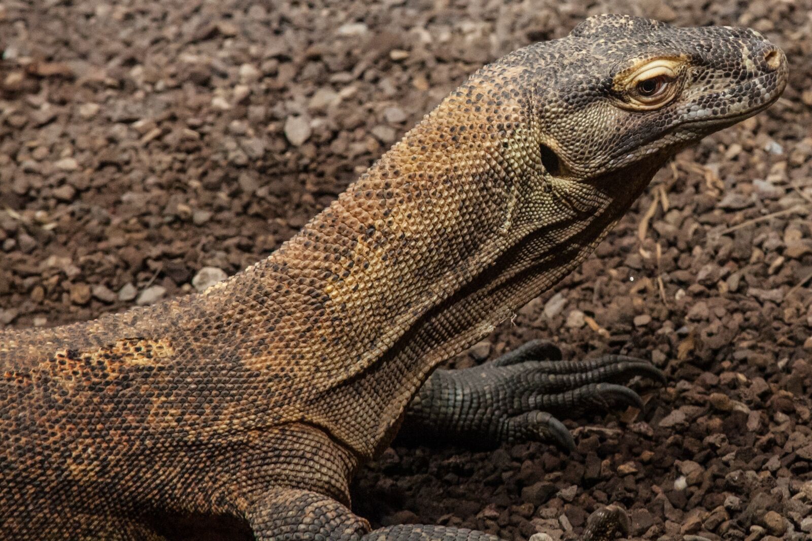 Canon EOS 5D + Canon EF 28-135mm F3.5-5.6 IS USM sample photo. Monitor, reptile, lizard photography