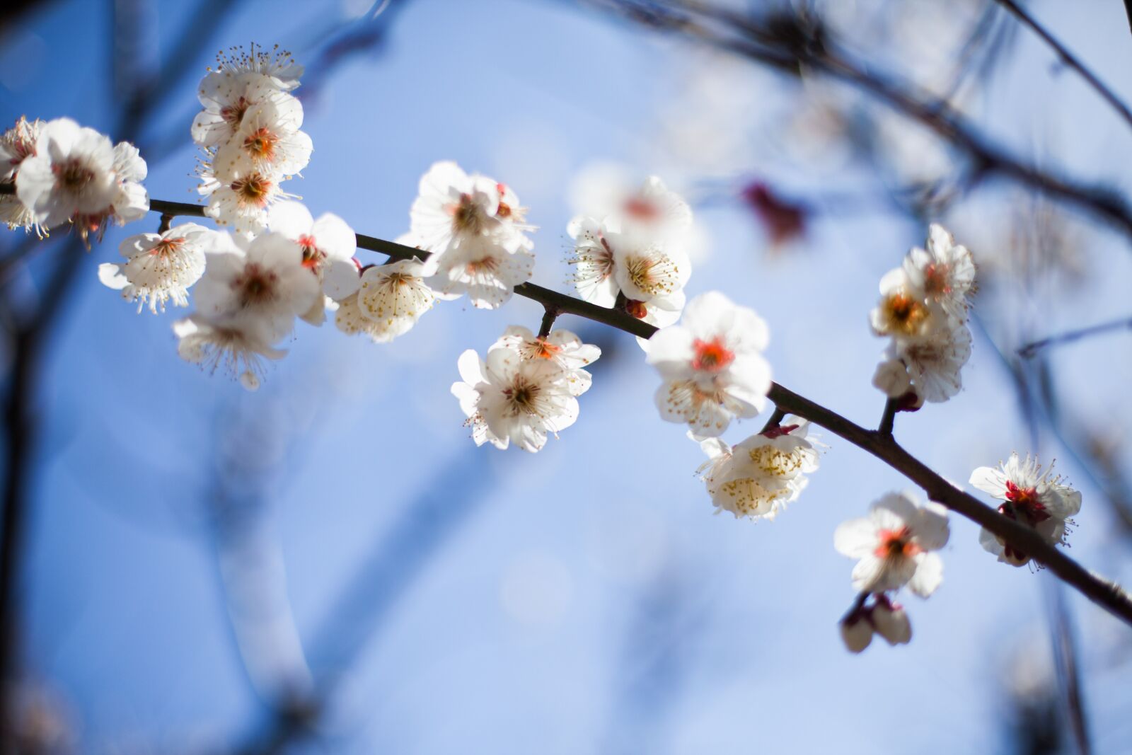 Canon EOS 5D Mark II sample photo. Flowers, one business, spring photography