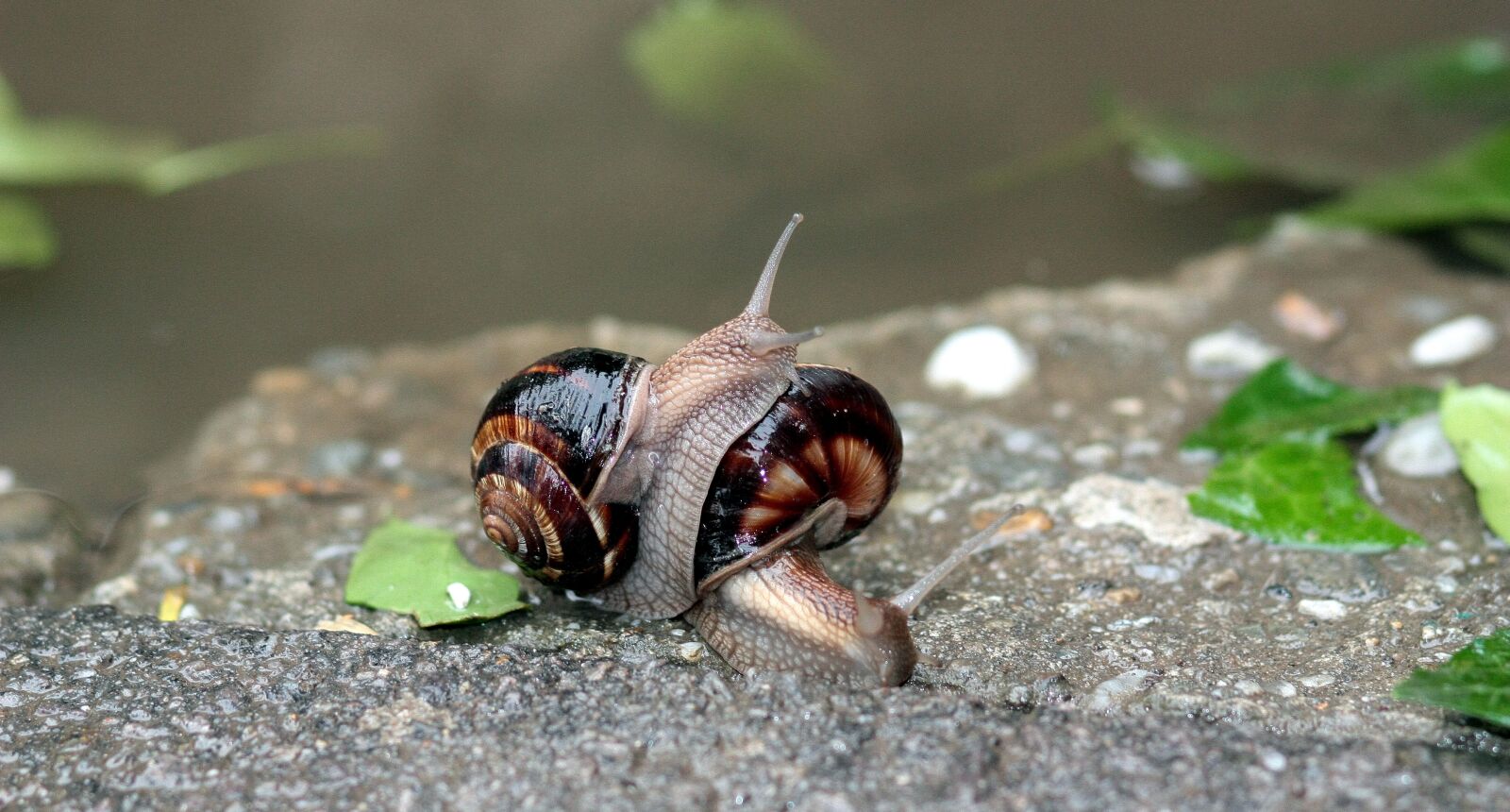 Canon EOS 450D (EOS Rebel XSi / EOS Kiss X2) sample photo. Snails, pair, love photography