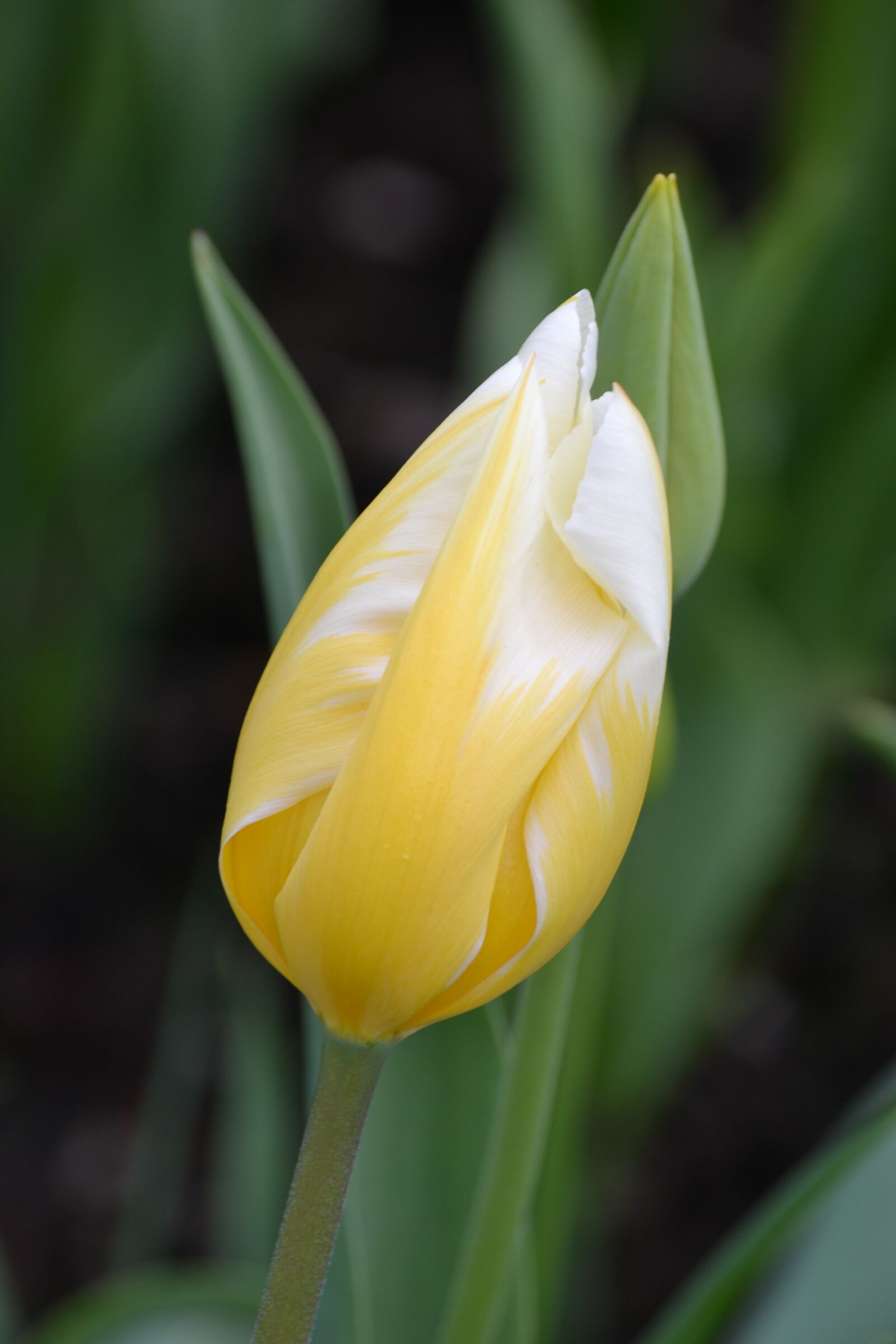 Nikon D3100 sample photo. Tulip, yellow, spring photography