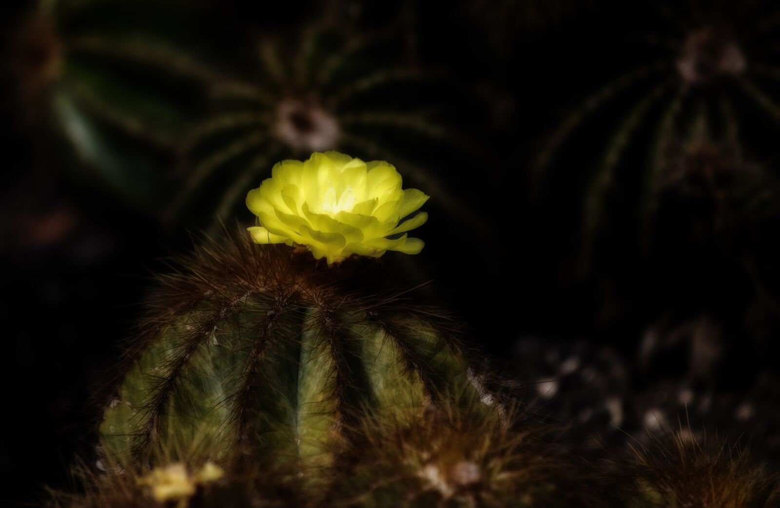 Canon EF 70-300mm F4-5.6 IS USM sample photo. Cactus blossom, cactus flower photography