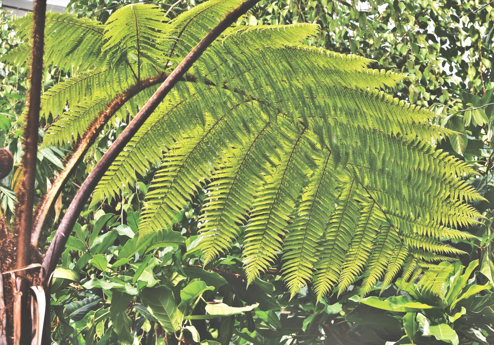 Nikon D7200 sample photo. Palm, james, palm fronds photography