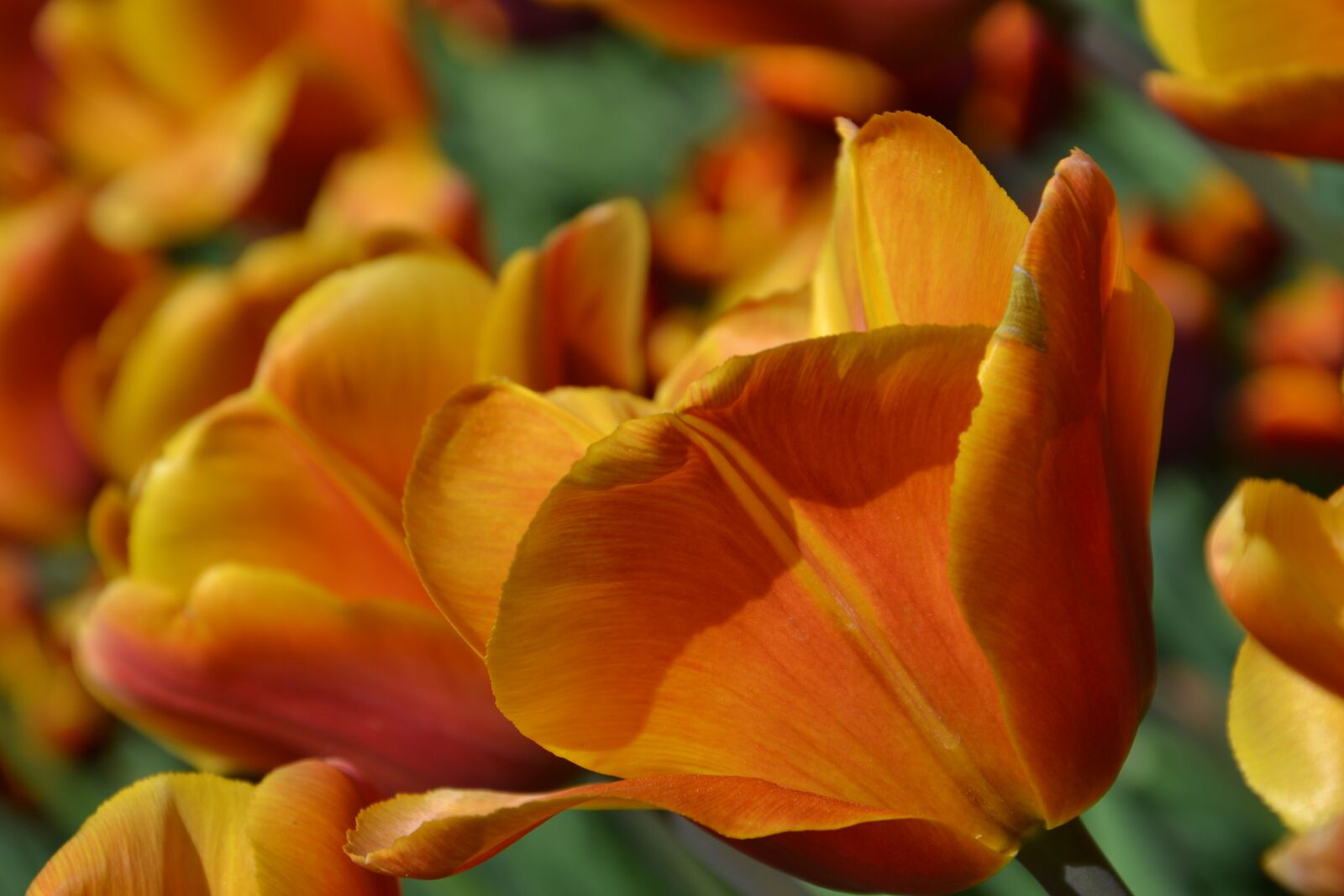 Nikon D3100 sample photo. Tulips, flowers, spring photography