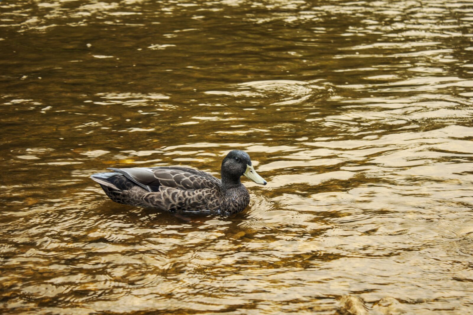 Canon EOS 500D (EOS Rebel T1i / EOS Kiss X3) sample photo. Duck, water, background photography