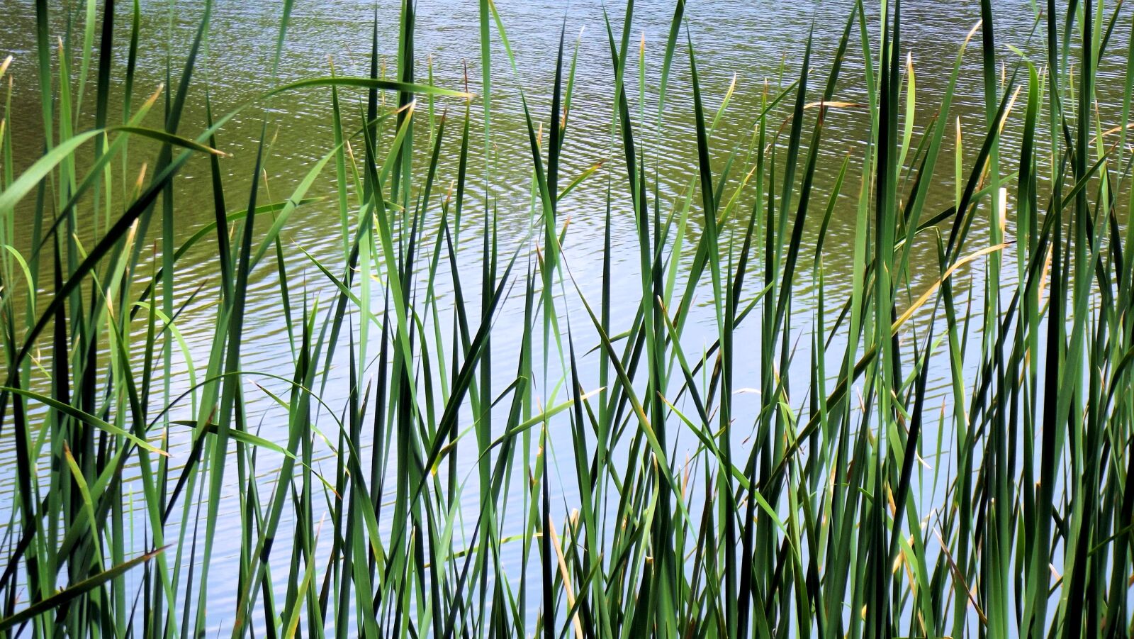 Fujifilm FinePix S2940WM sample photo. Lake, george, grass photography