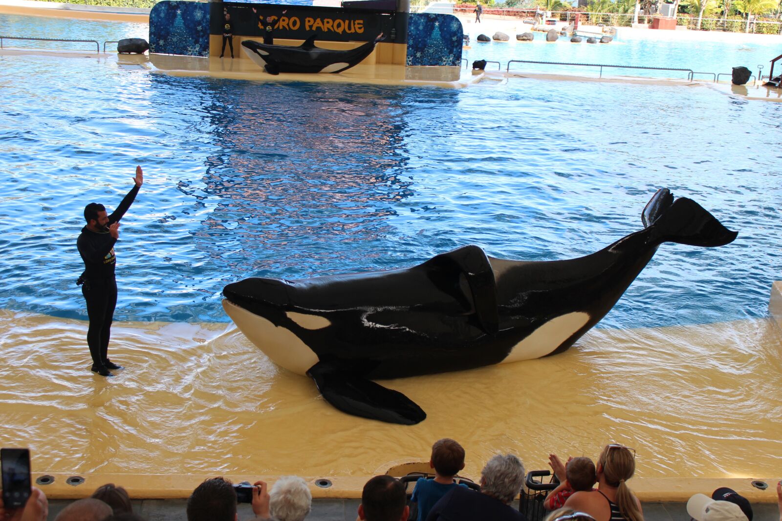 Canon EOS 700D (EOS Rebel T5i / EOS Kiss X7i) sample photo. Orca, fish, show photography