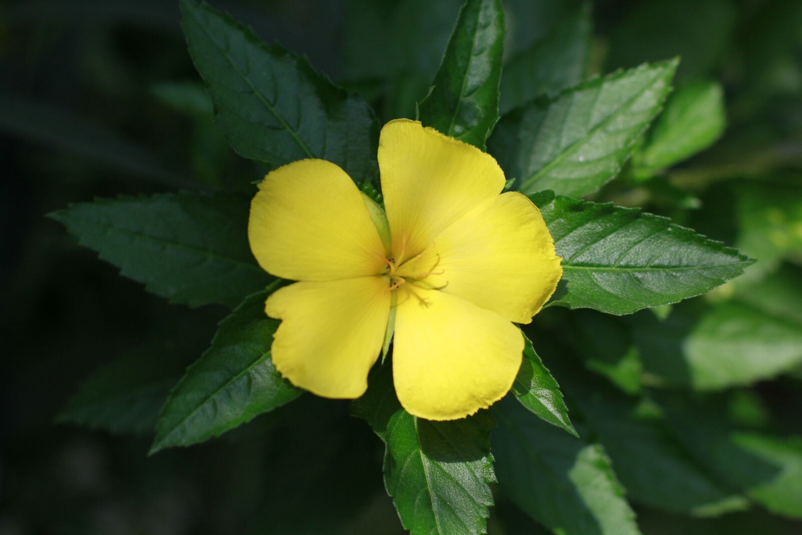 Canon EOS 60D + Canon EF 50mm F1.4 USM sample photo. Flower, ye, flowers bloom photography