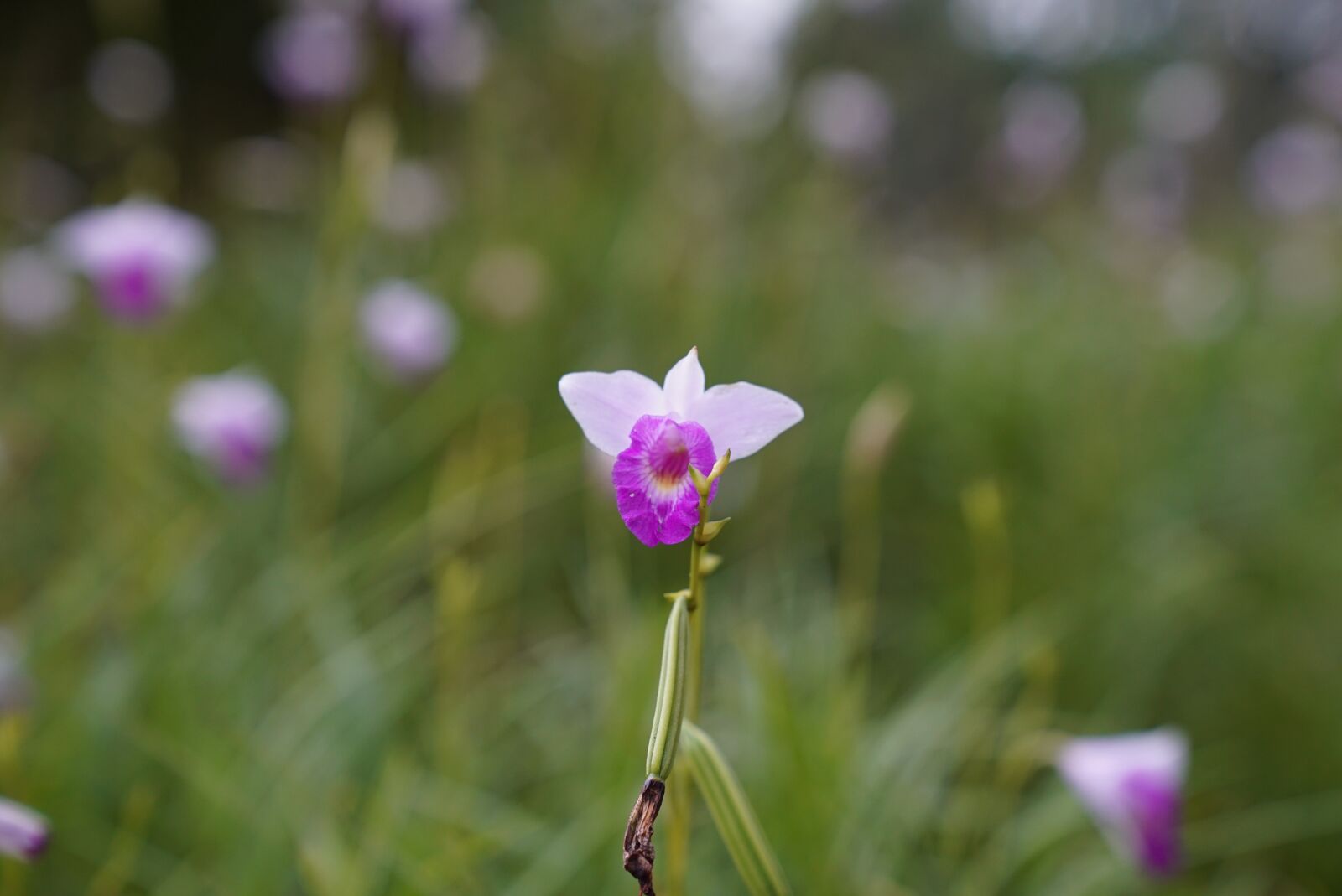 Sony a7S + Sony FE 24-70mm F2.8 GM sample photo. Dwarf orchids, tropical, floral photography