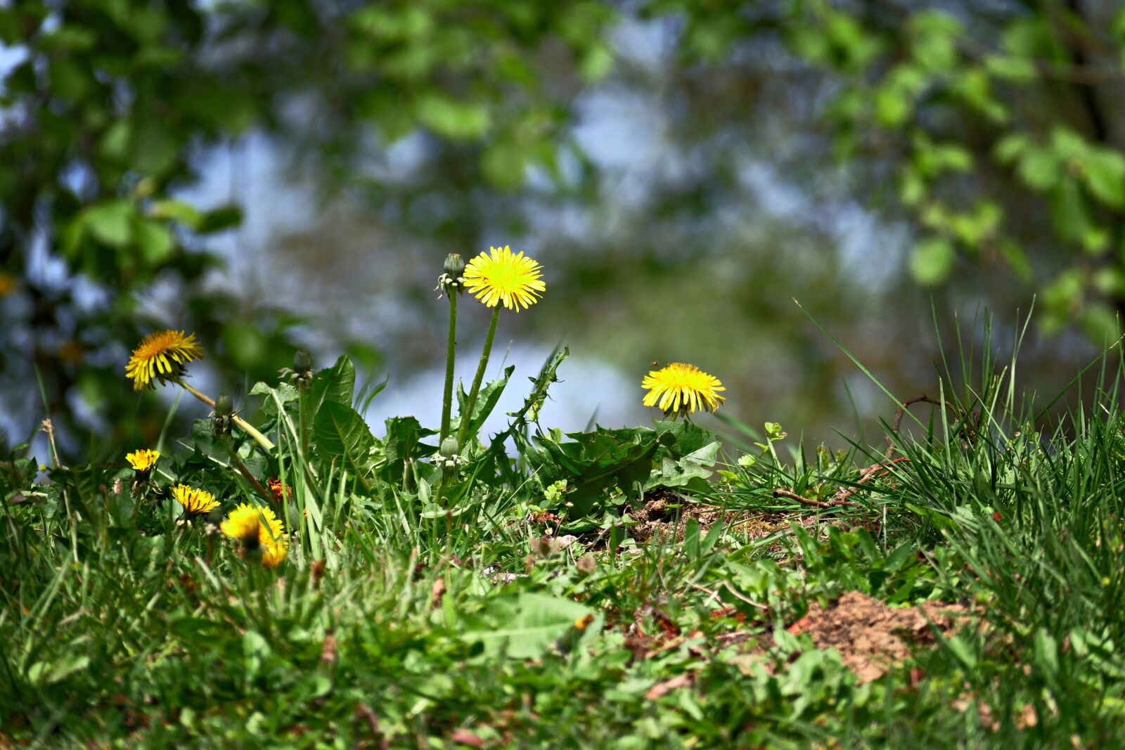 Panasonic Lumix DMC-FZ1000 sample photo. The beginning of spring photography