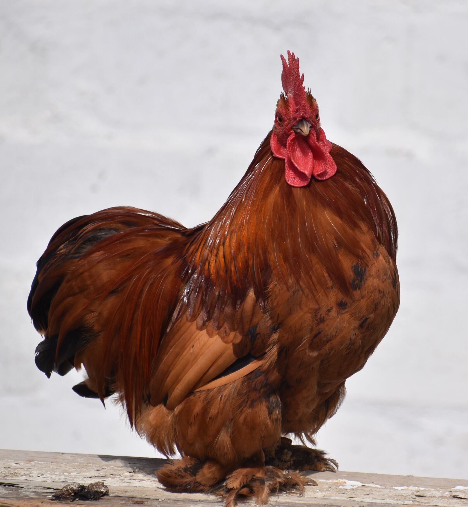 Nikon D5500 sample photo. Chicken, portrait, brown photography