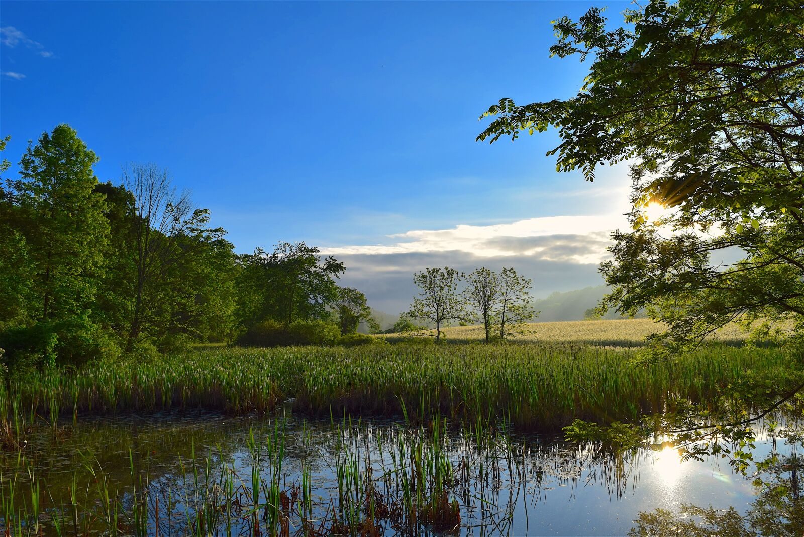 Nikon D3300 sample photo. Wetlands, sunrise, nature photography