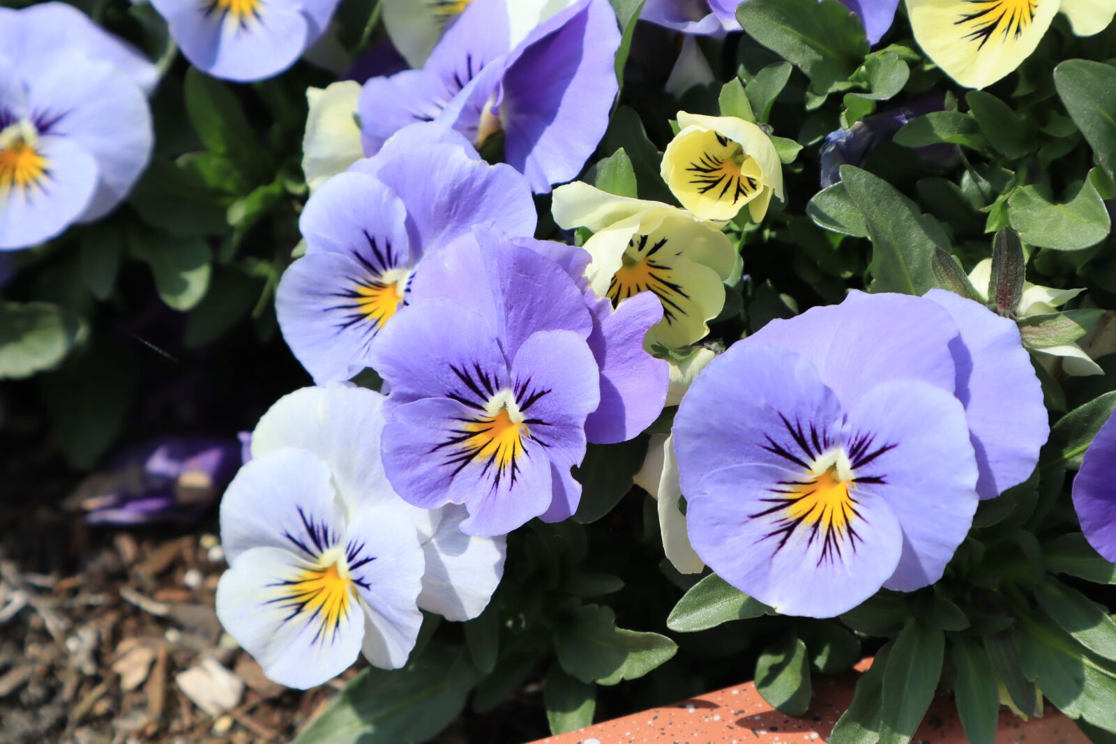 Canon EOS M50 (EOS Kiss M) sample photo. Flowers, pansy, purple photography