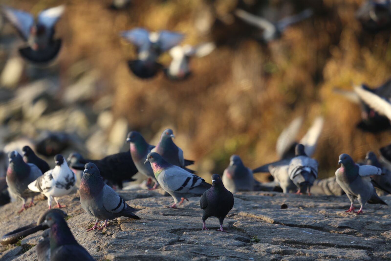 Canon EF 100-400mm F4.5-5.6L IS USM sample photo. Pigeons, birds, wildfowl photography
