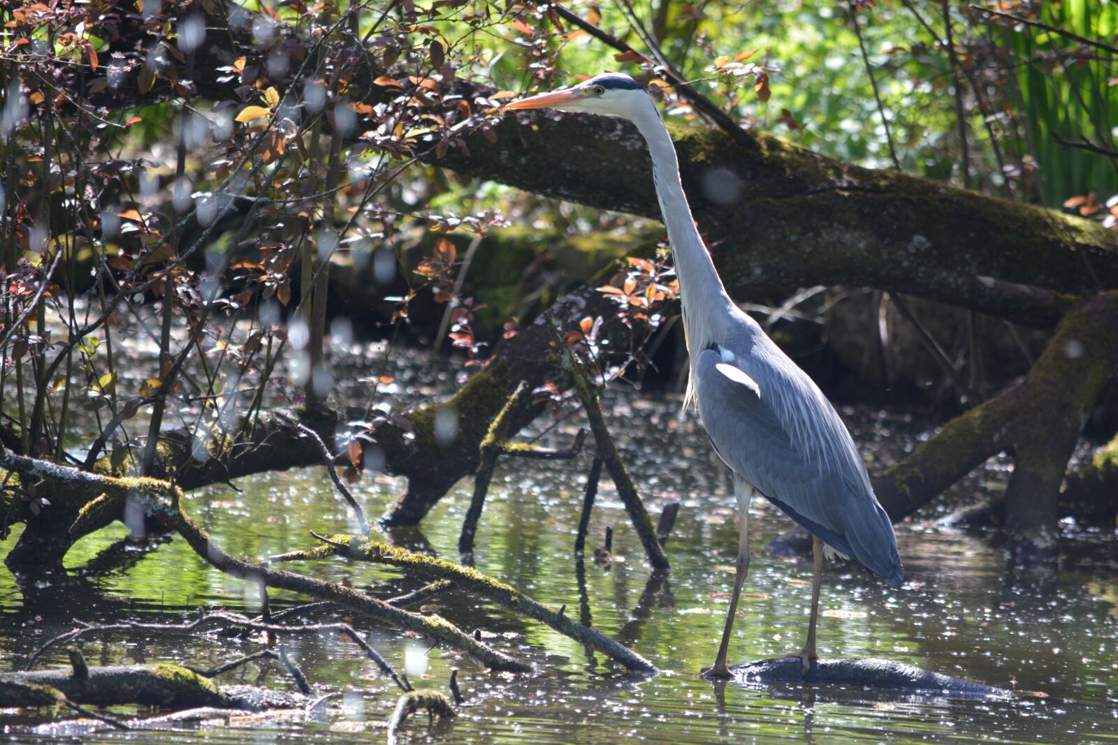Nikon D7100 sample photo. Grey heron, bird, heron photography